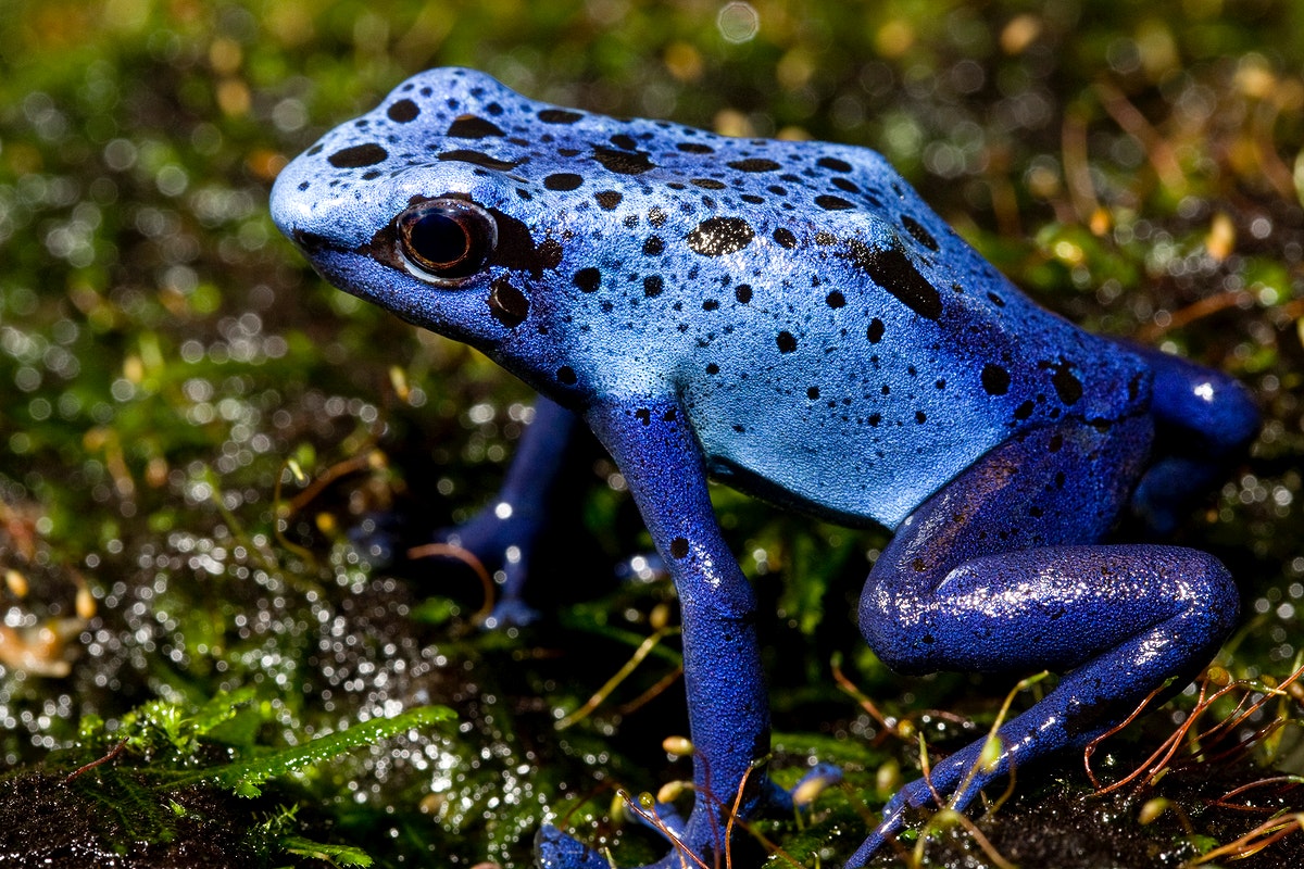 Poison Dart Frog Wallpapers