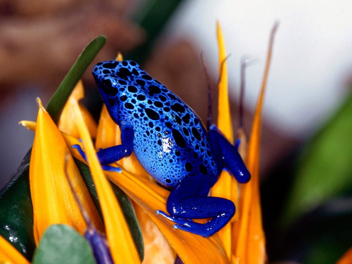 Poison Dart Frog Wallpapers