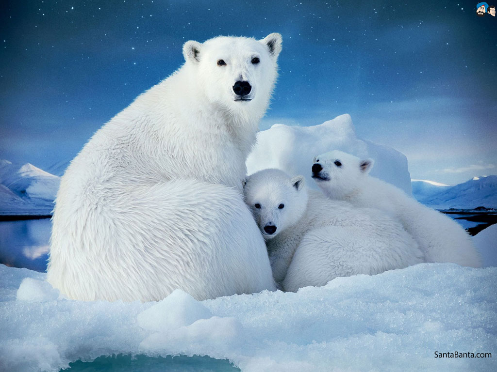 Polar Bear Wallpapers