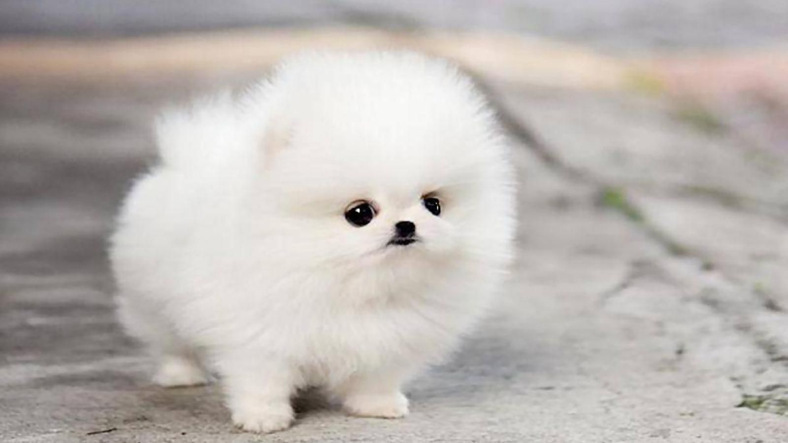 Pomeranian Wallpapers