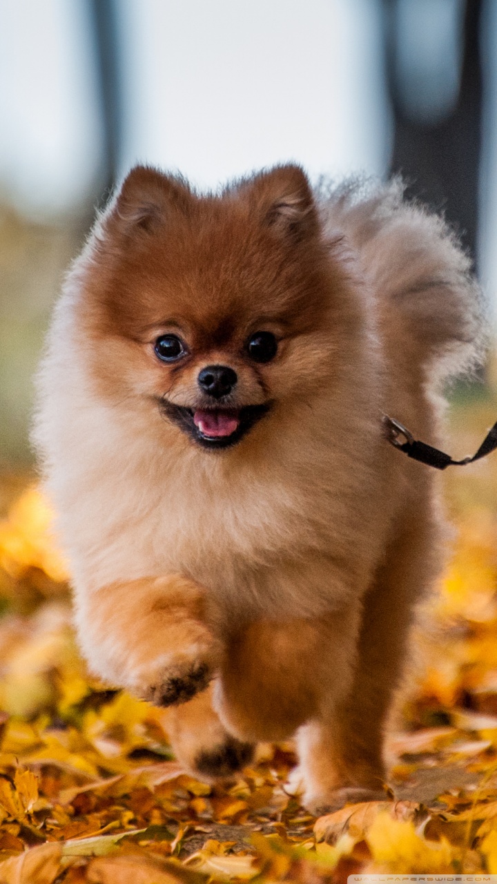 Pomeranian Wallpapers