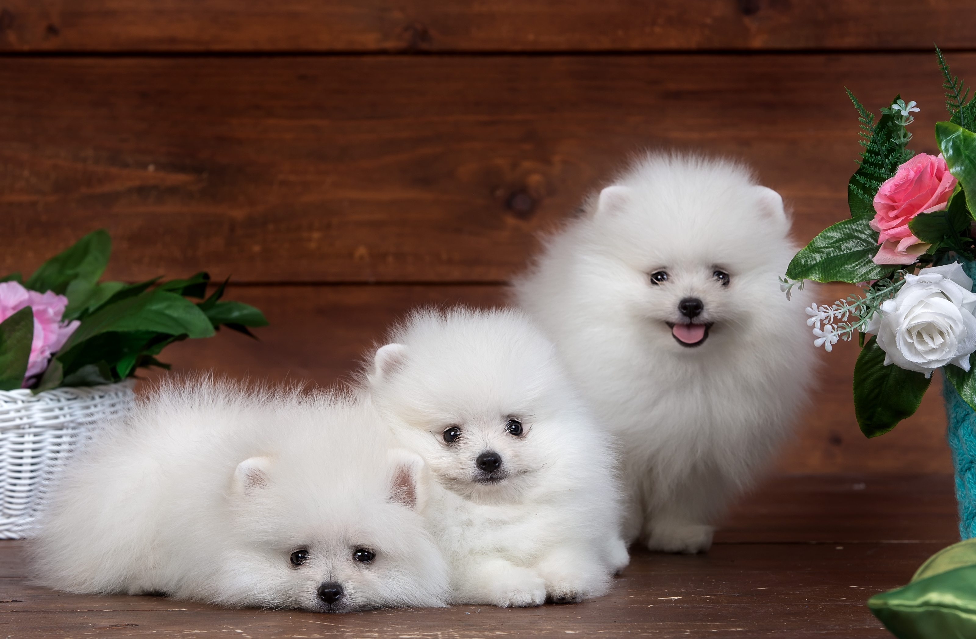 Pomeranian Wallpapers