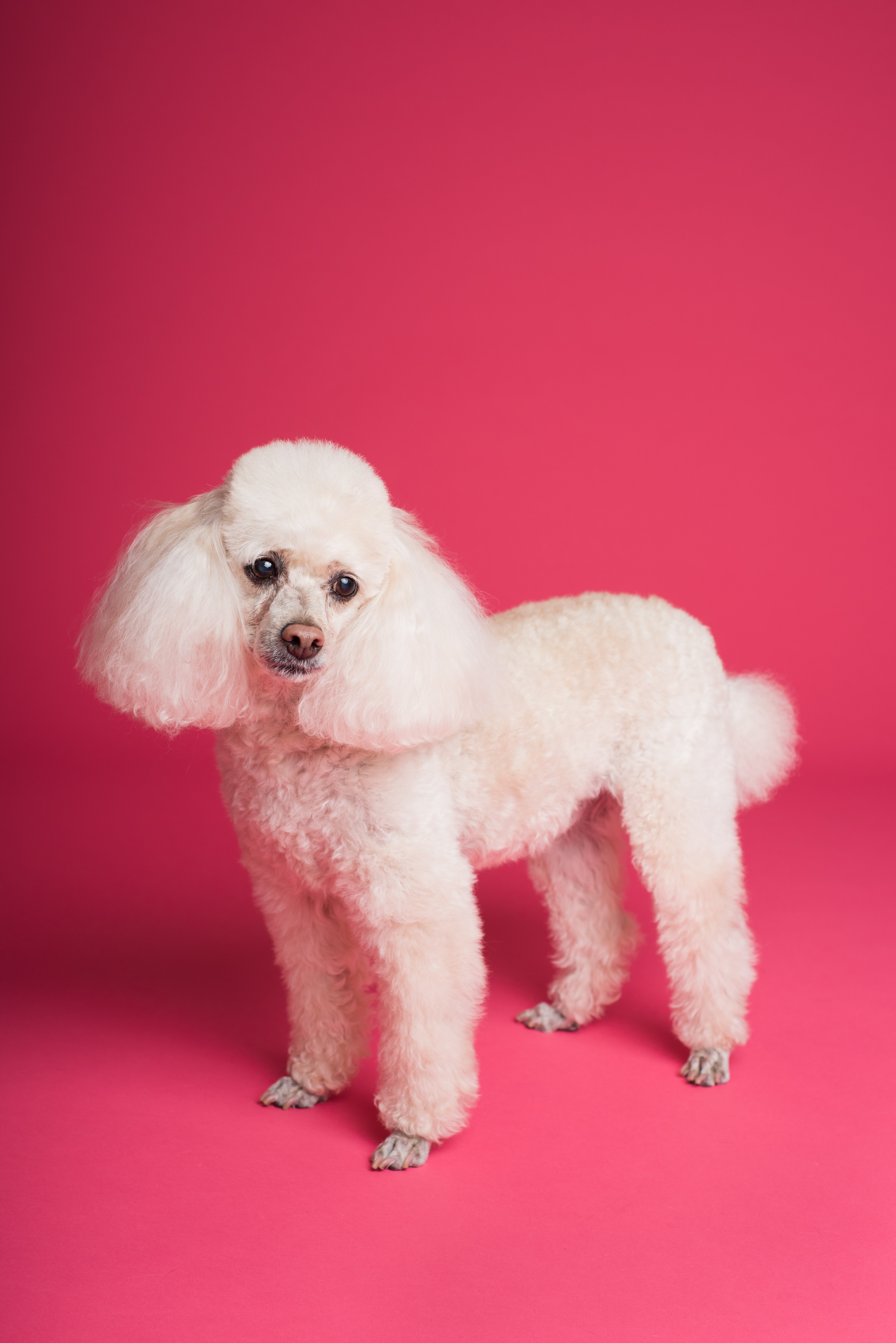 Poodle Wallpapers