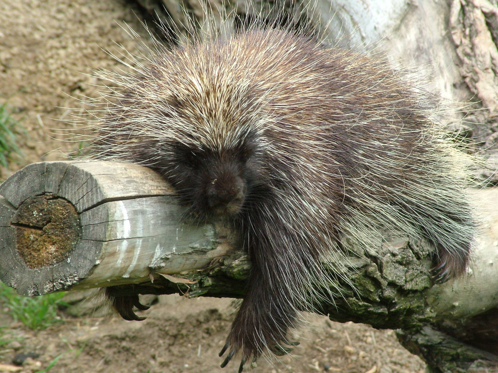 Porcupine Wallpapers