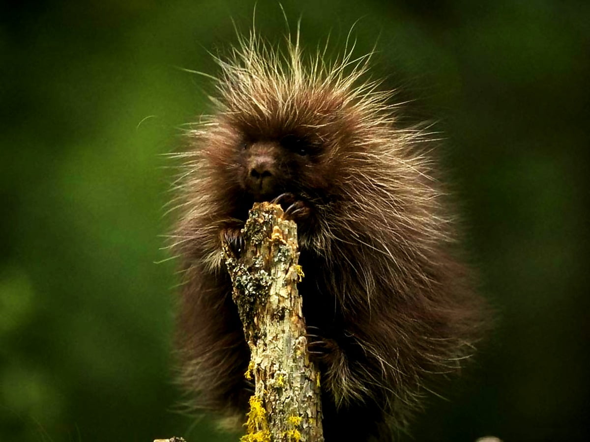 Porcupine Wallpapers