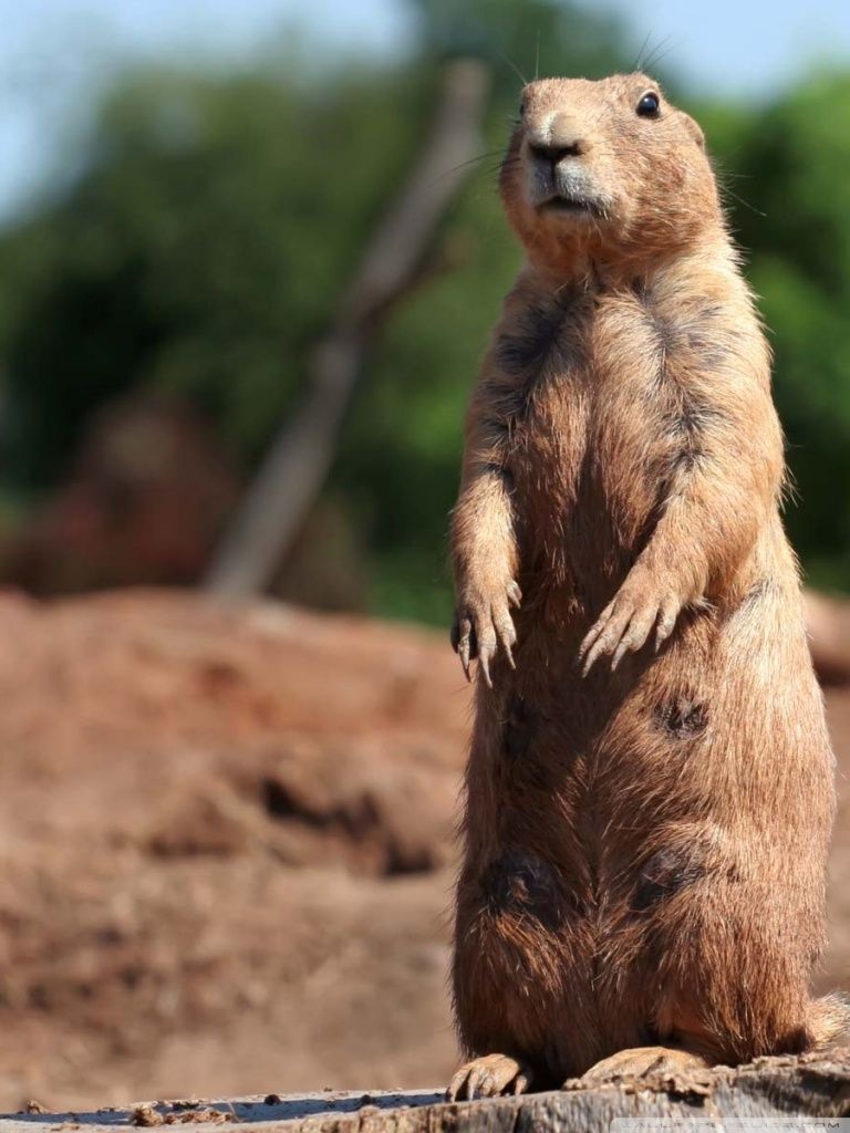 Prairie Dog Wallpapers