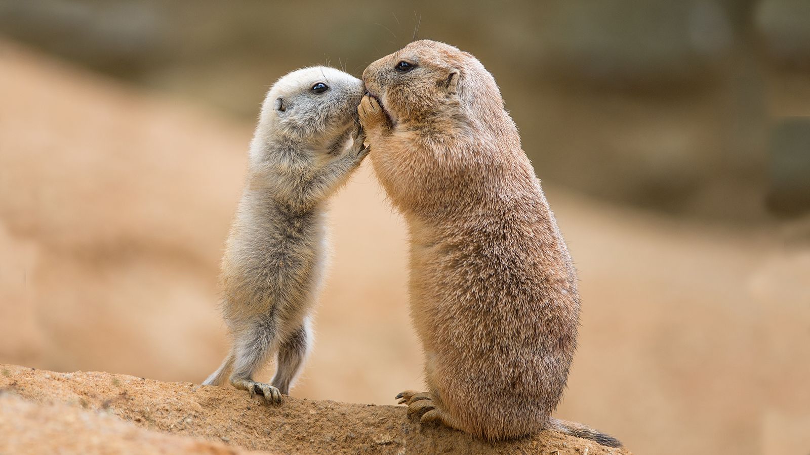 Prairie Dog Wallpapers