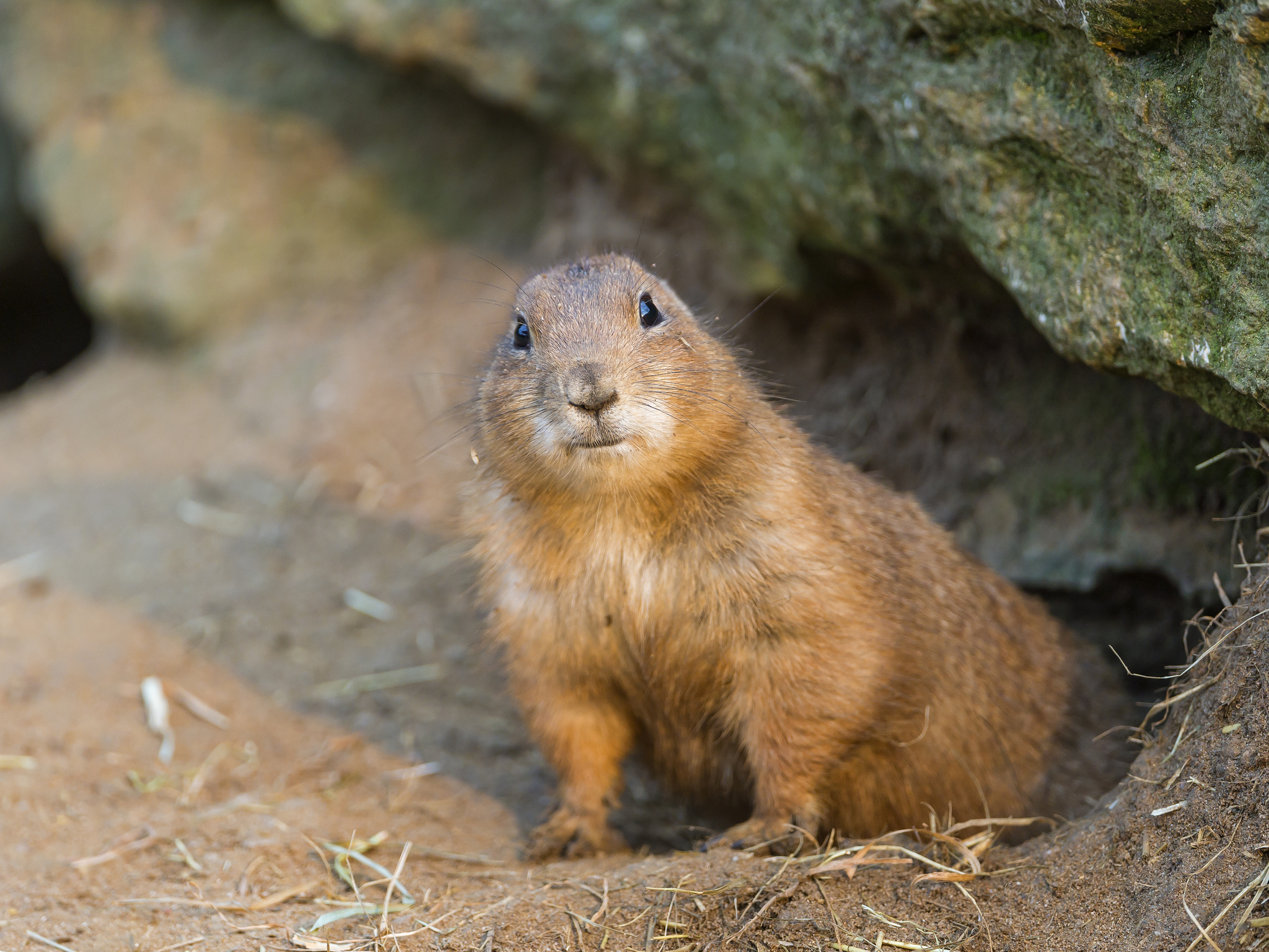 Prairie Dog Wallpapers