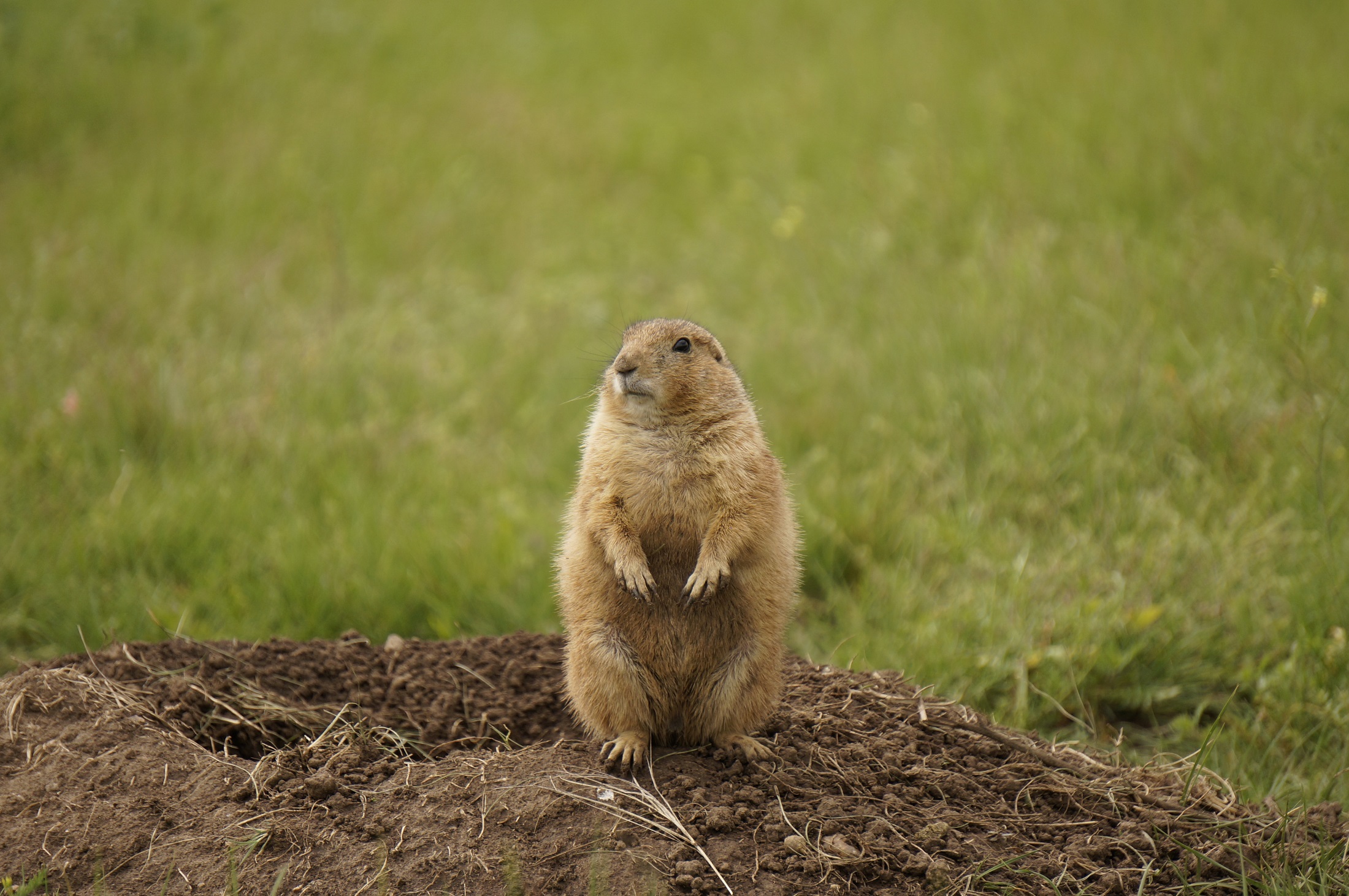 Prairie Dog Wallpapers