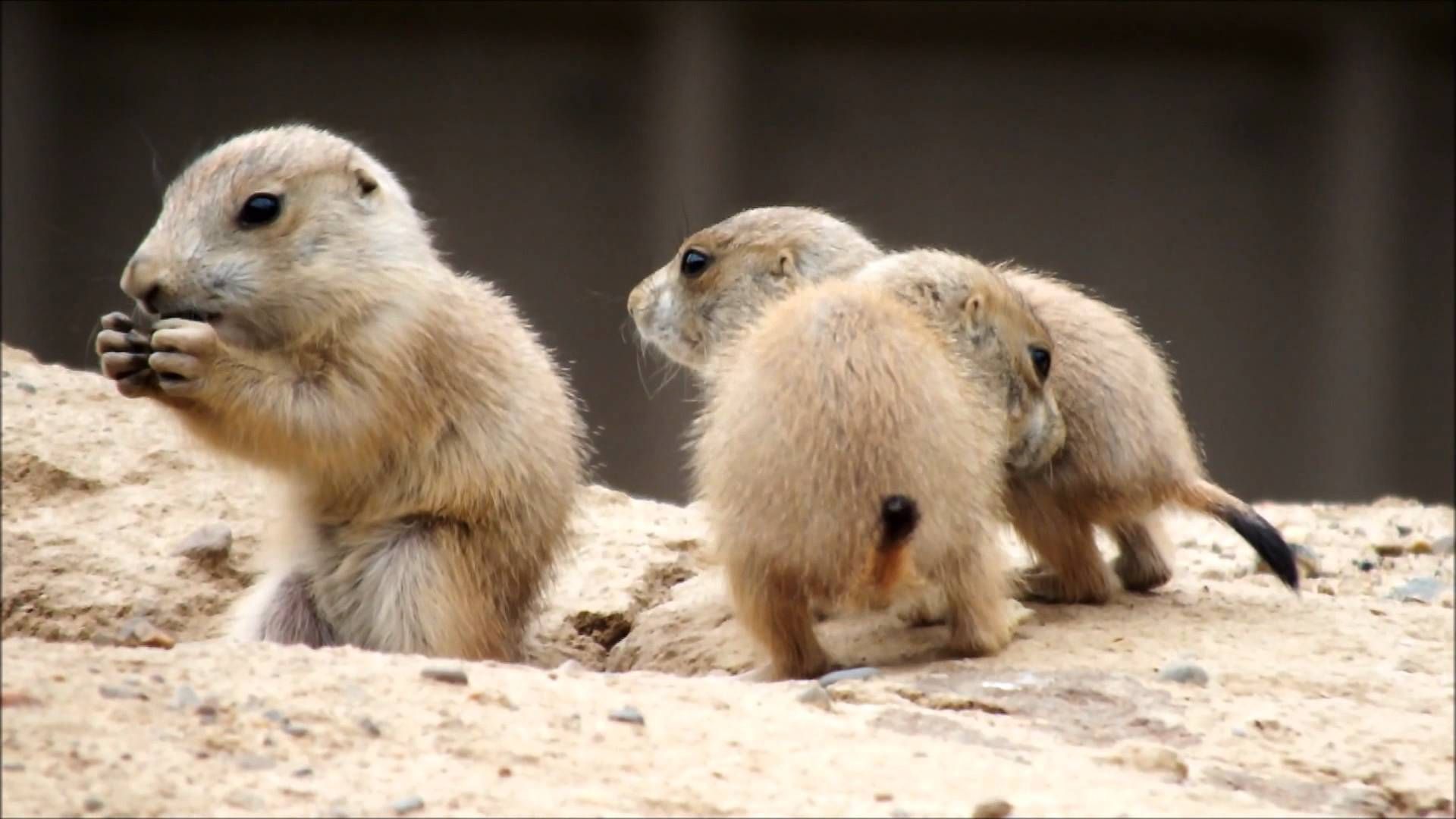 Prairie Dog Wallpapers