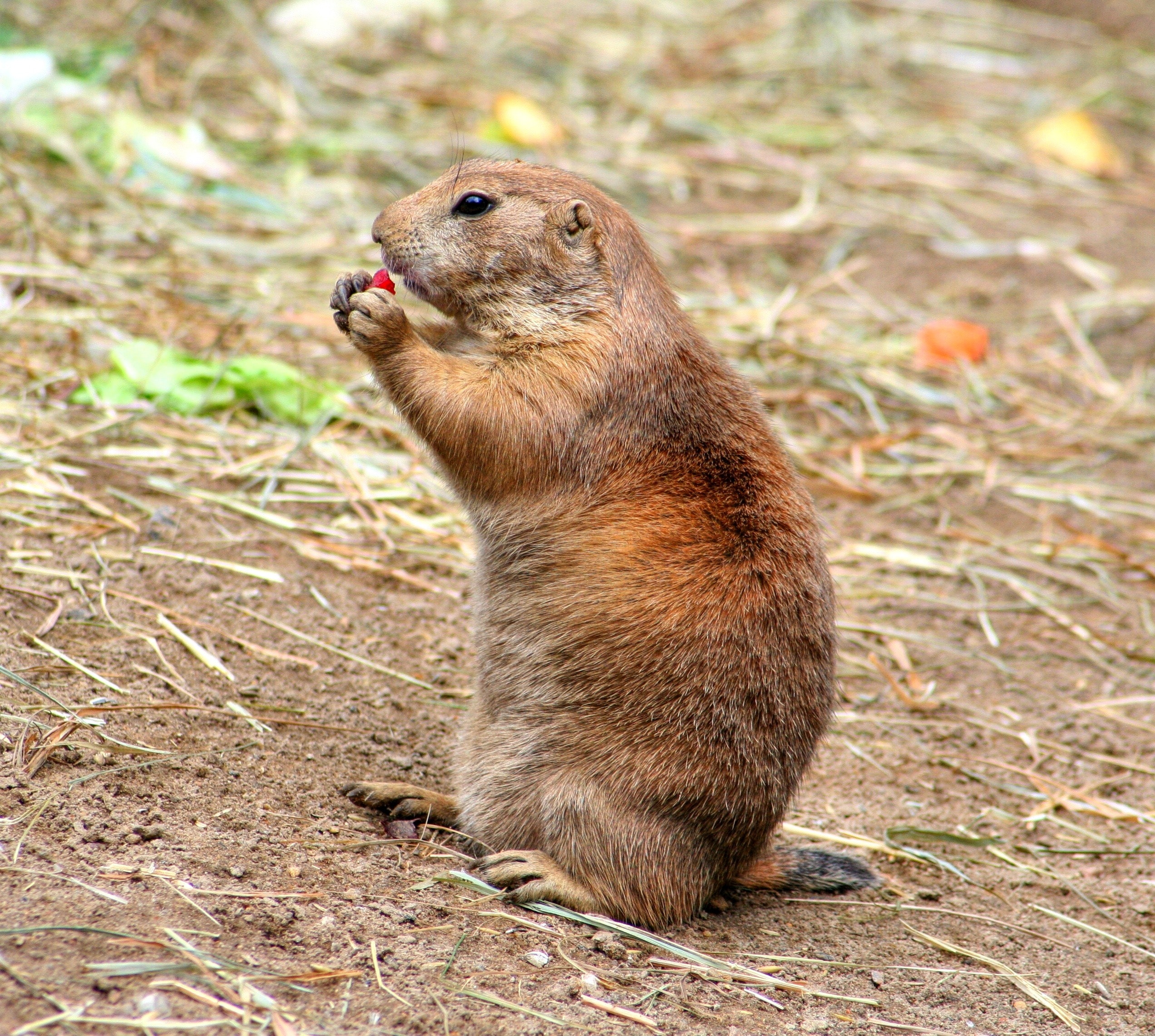 Prairie Dog Wallpapers