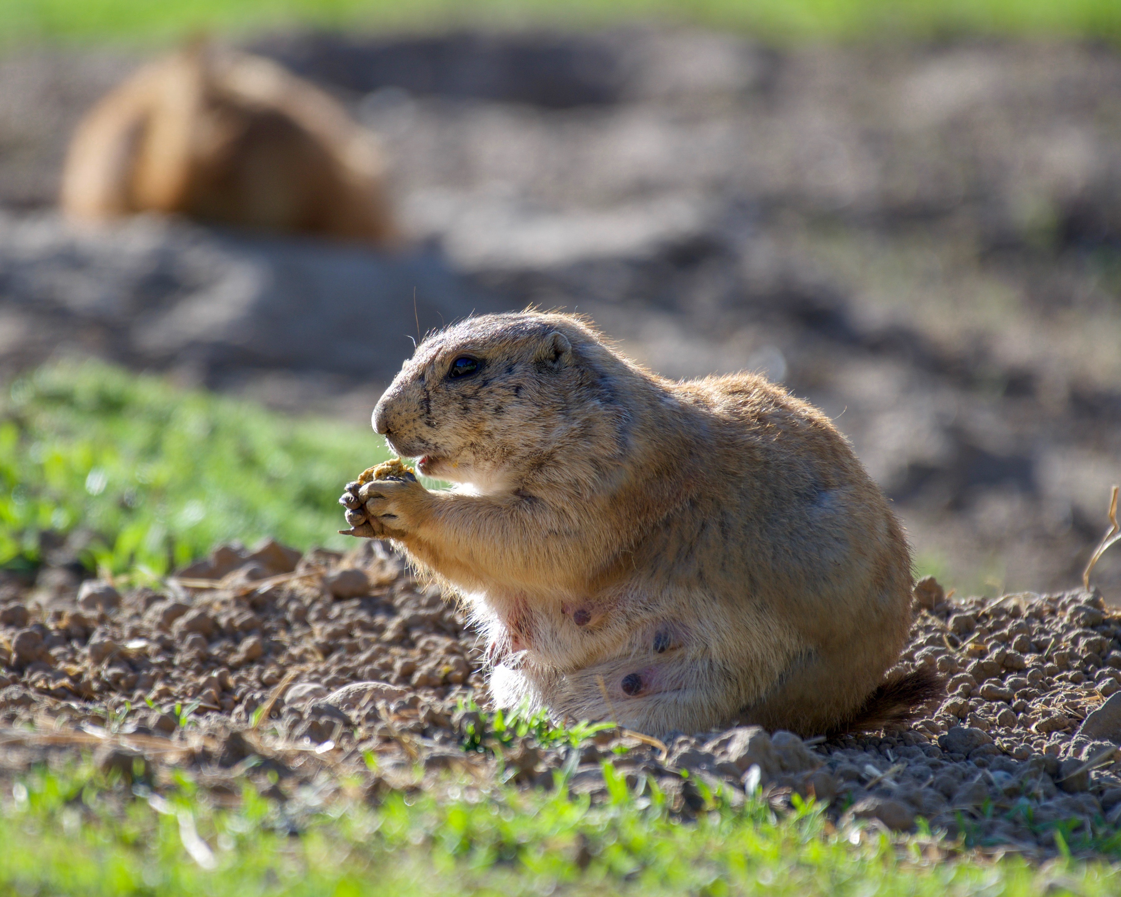 Prairie Dog Wallpapers