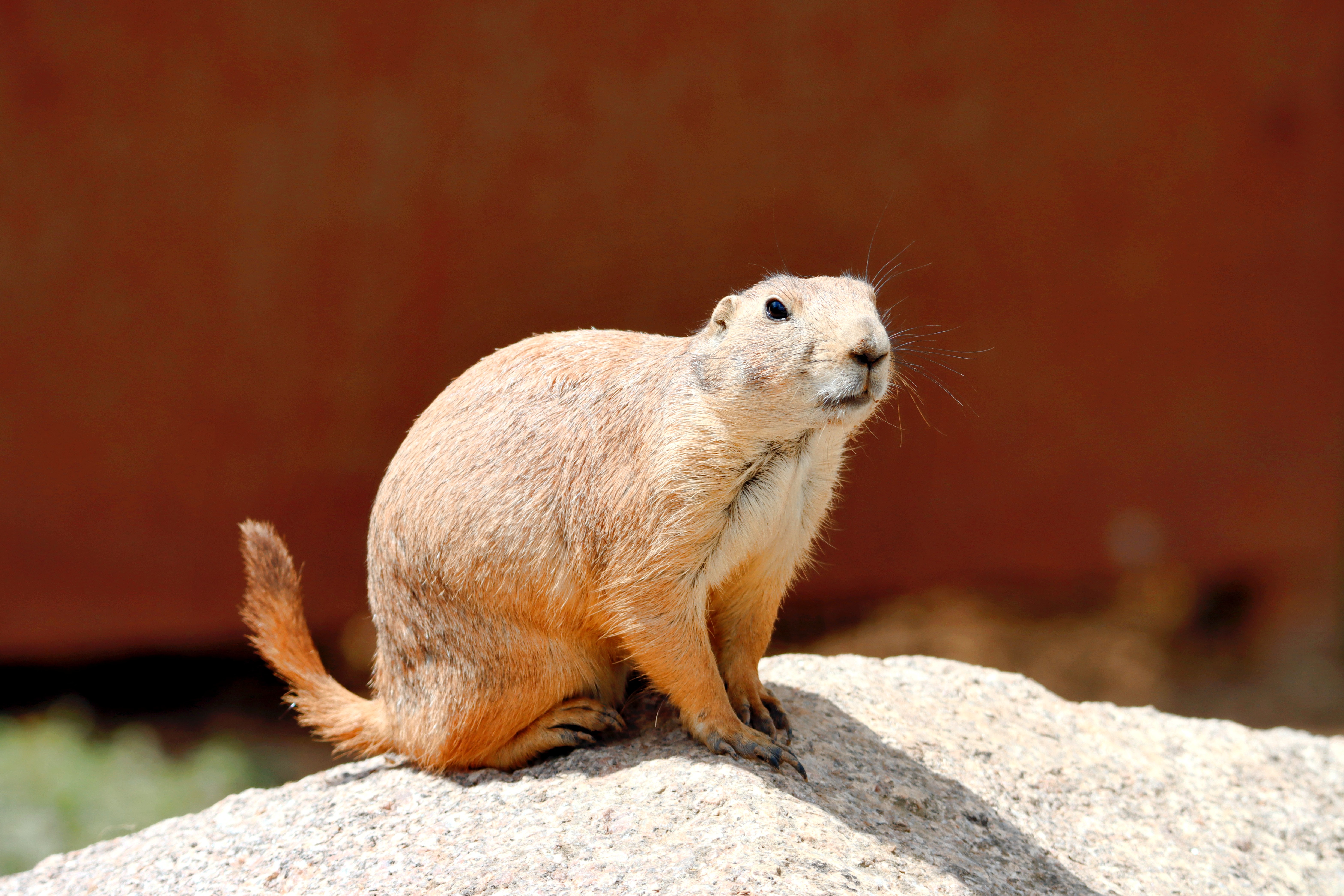 Prairie Dog Wallpapers