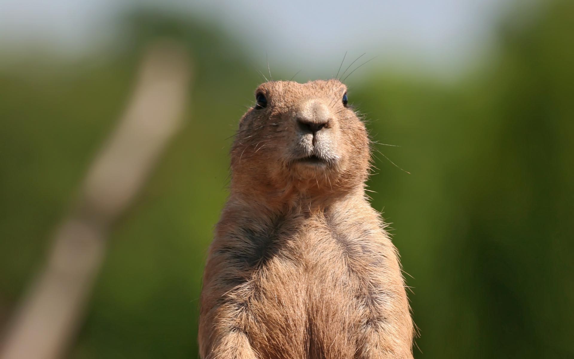 Prairie Dog Wallpapers