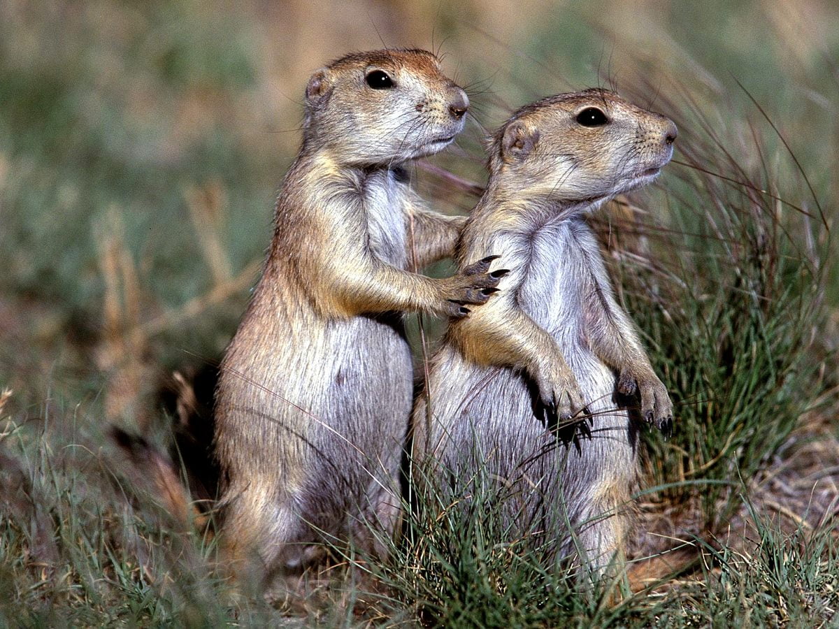 Prairie Dog Wallpapers