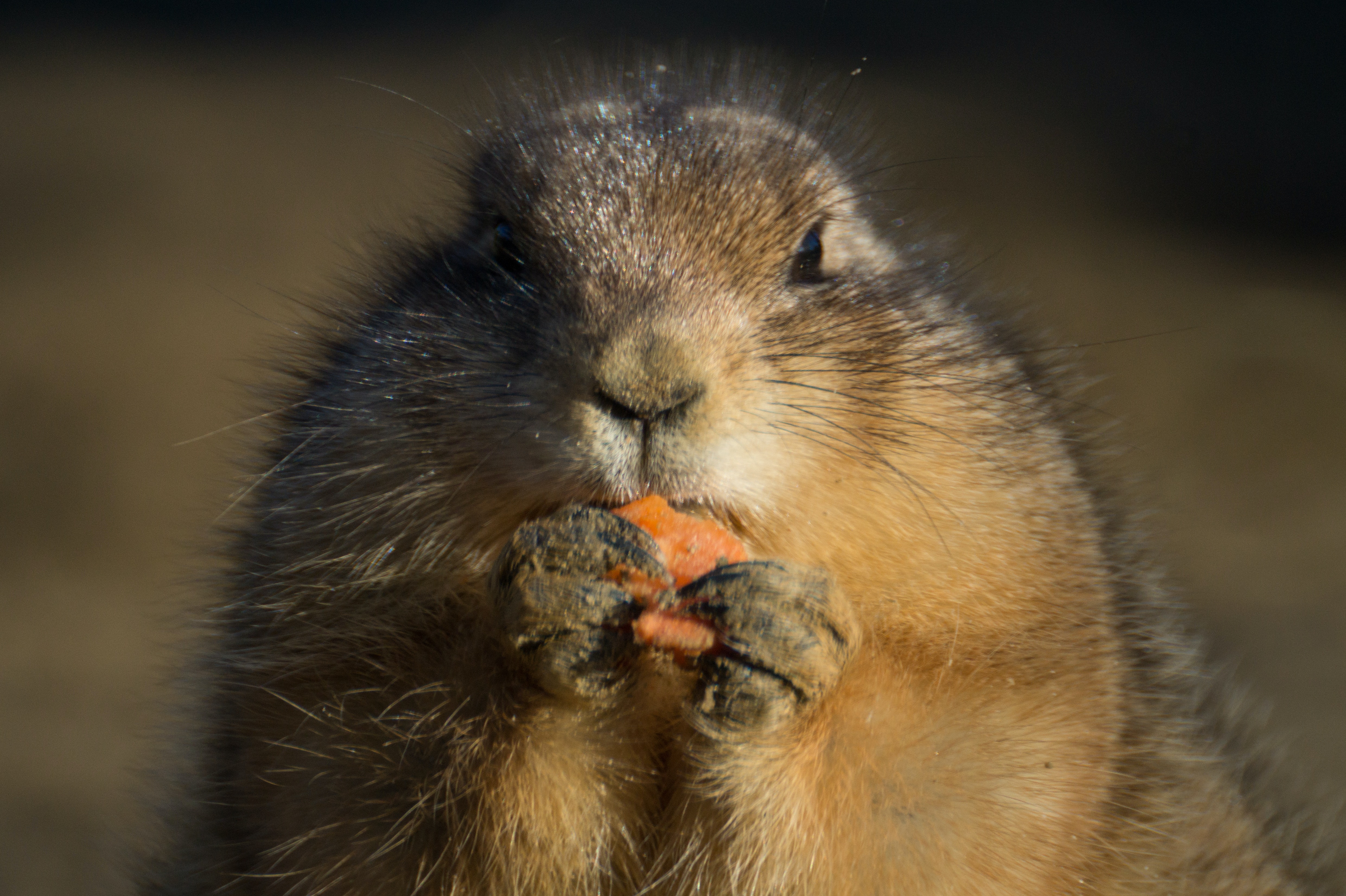 Prairie Dog Wallpapers