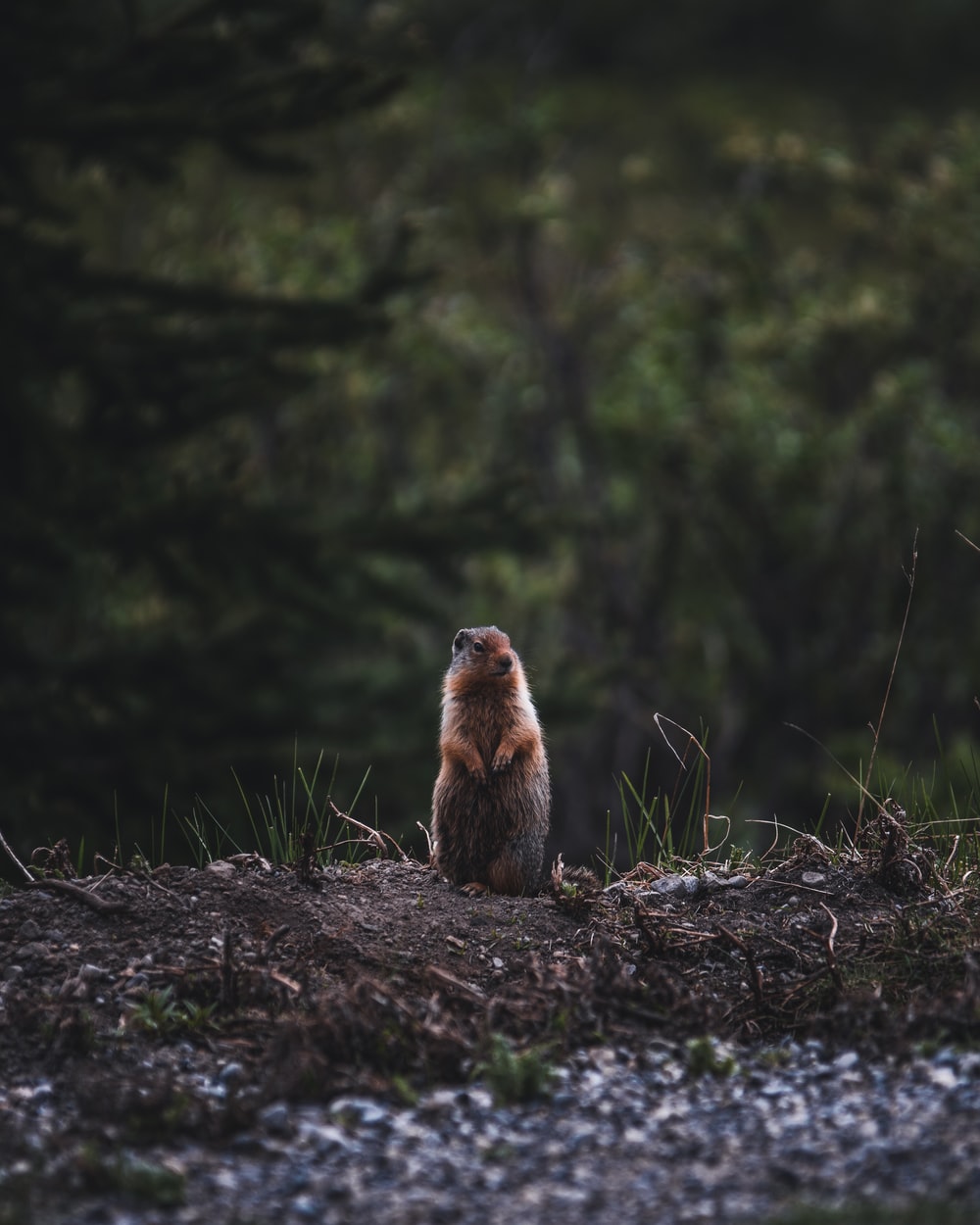 Prairie Dog Wallpapers