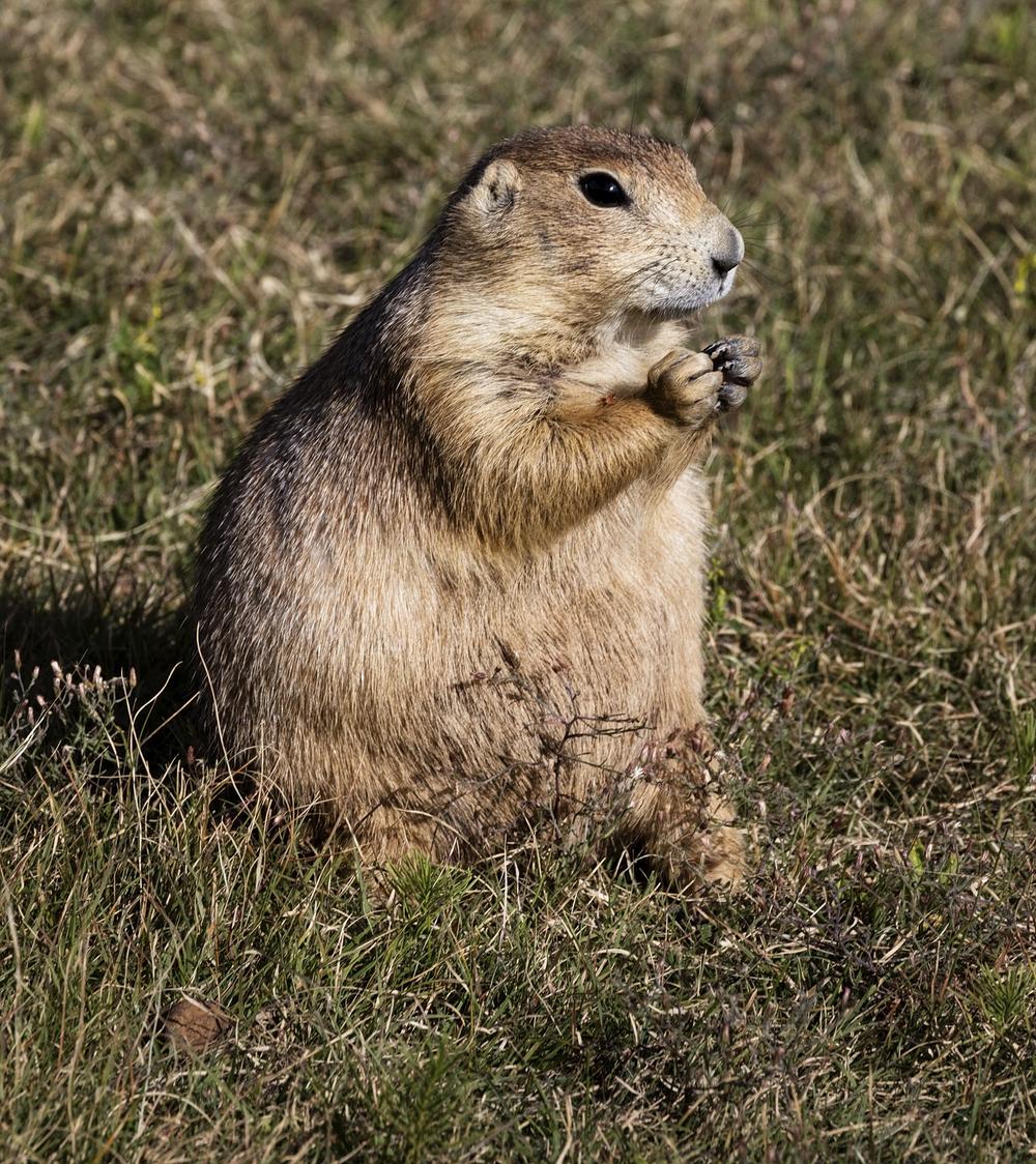 Prairie Dog Wallpapers