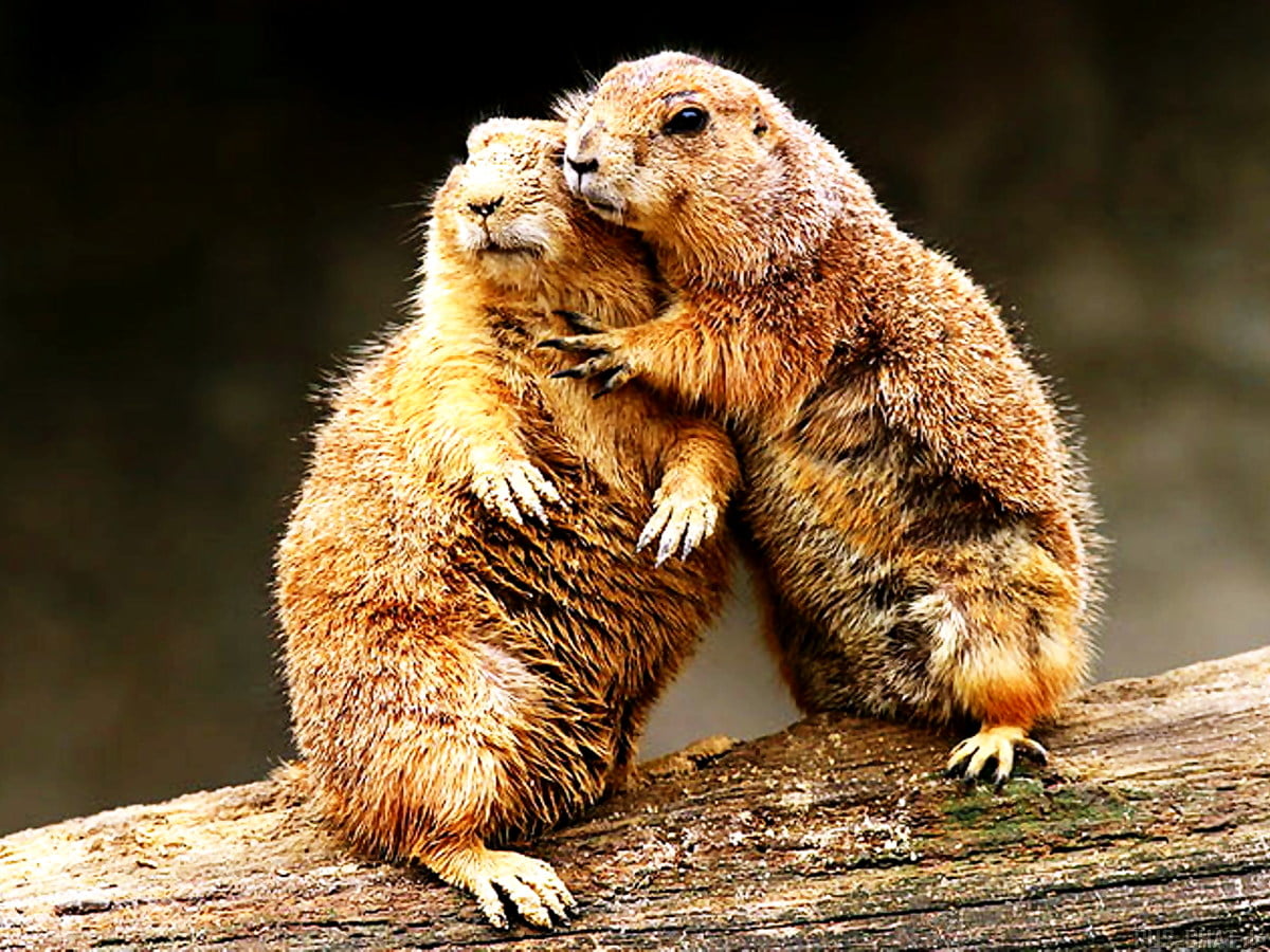 Prairie Dog Wallpapers