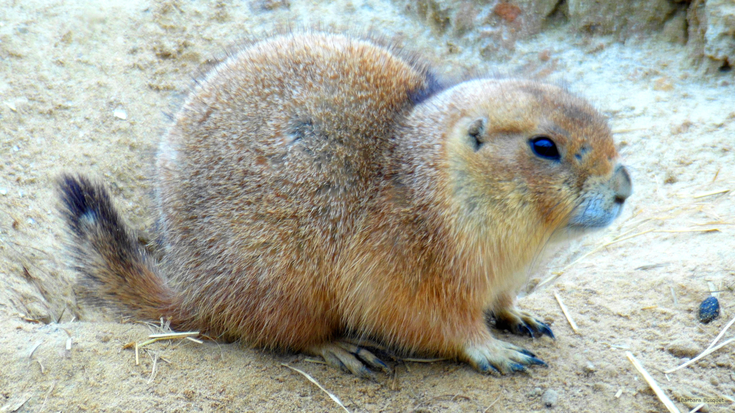 Prairie Dog Wallpapers