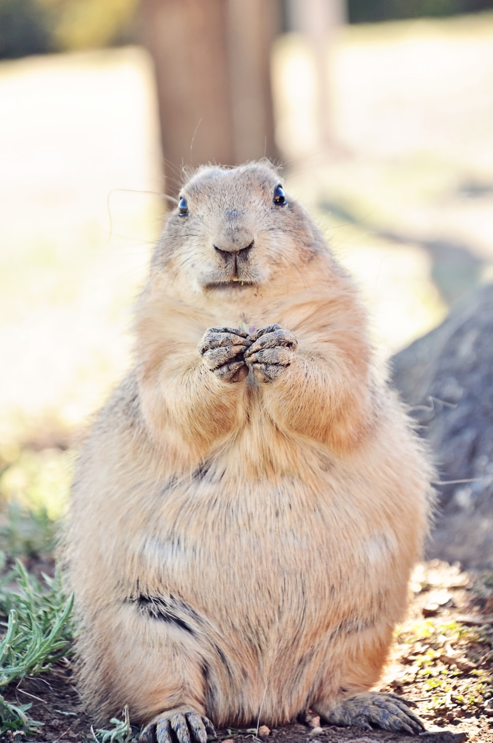 Prairie Dog Wallpapers