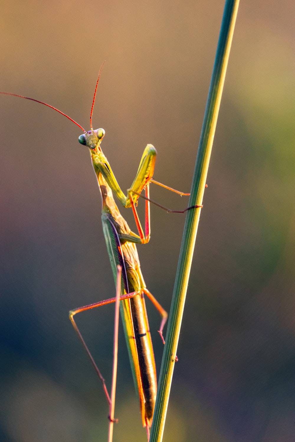 Praying Mantis Wallpapers