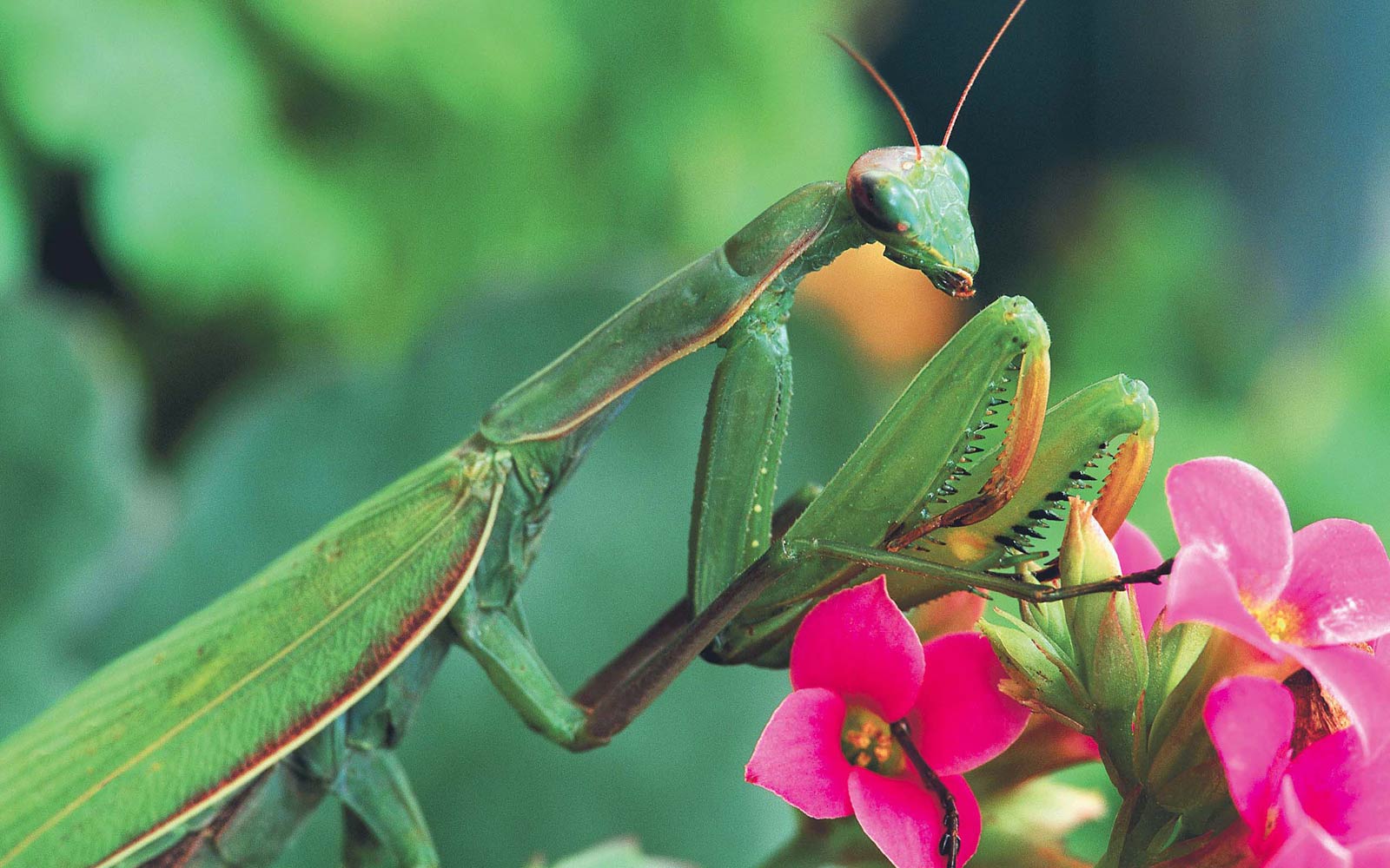 Praying Mantis Wallpapers