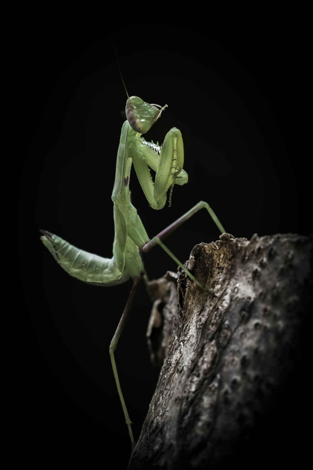 Praying Mantis Wallpapers