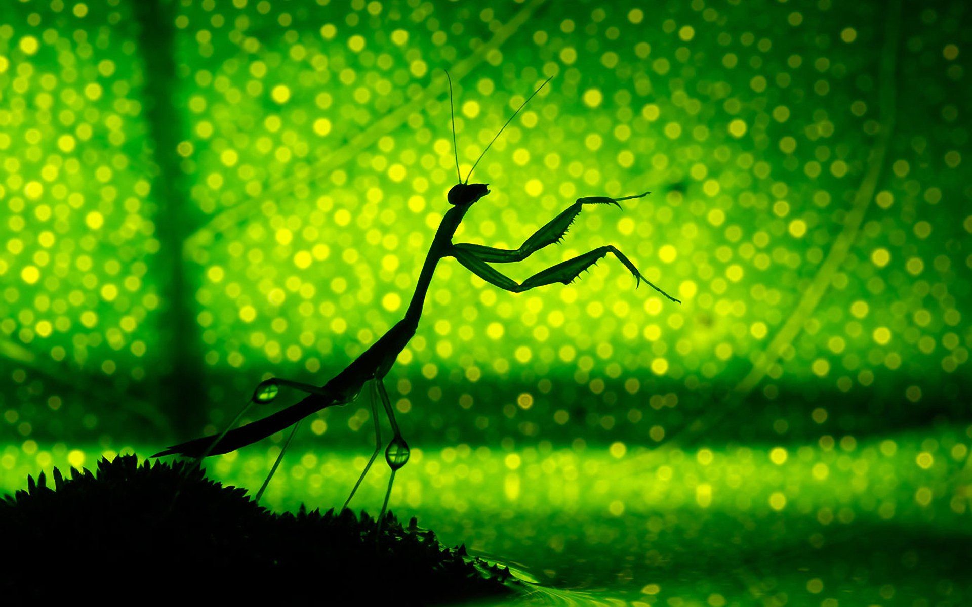 Praying Mantis Wallpapers