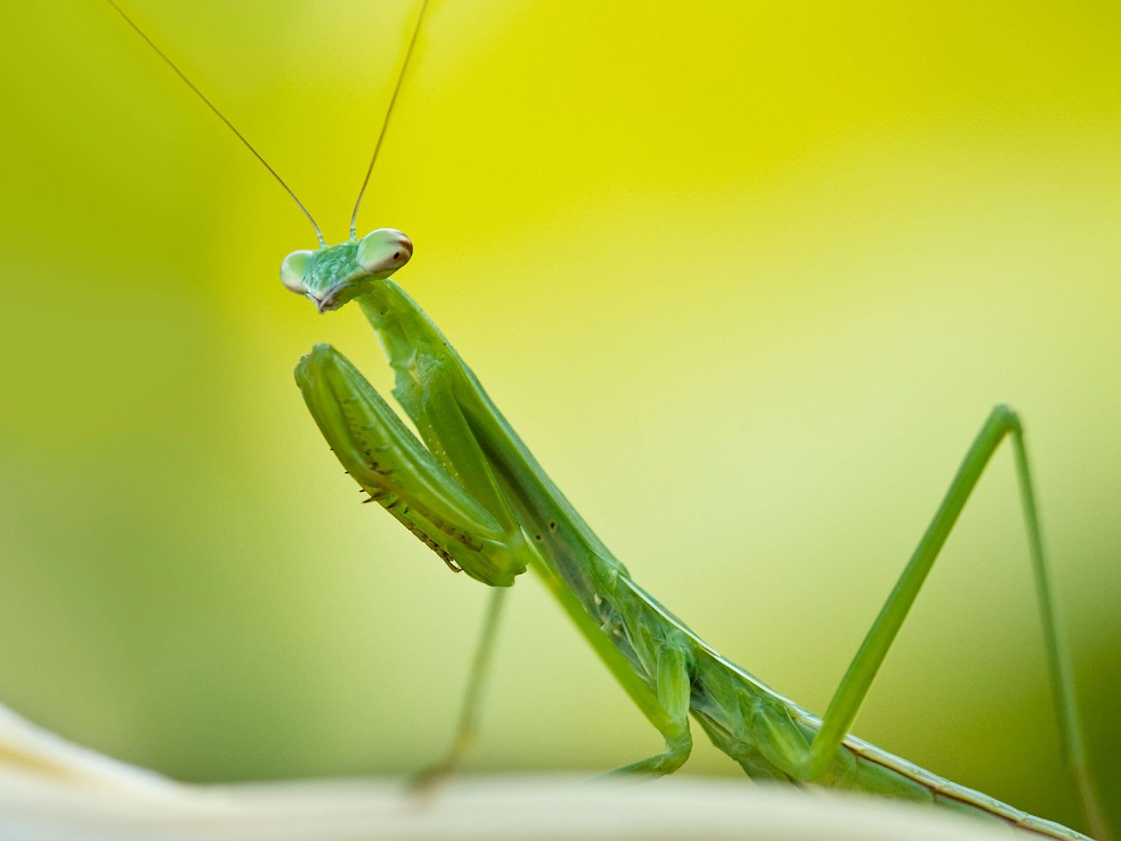 Praying Mantis Wallpapers