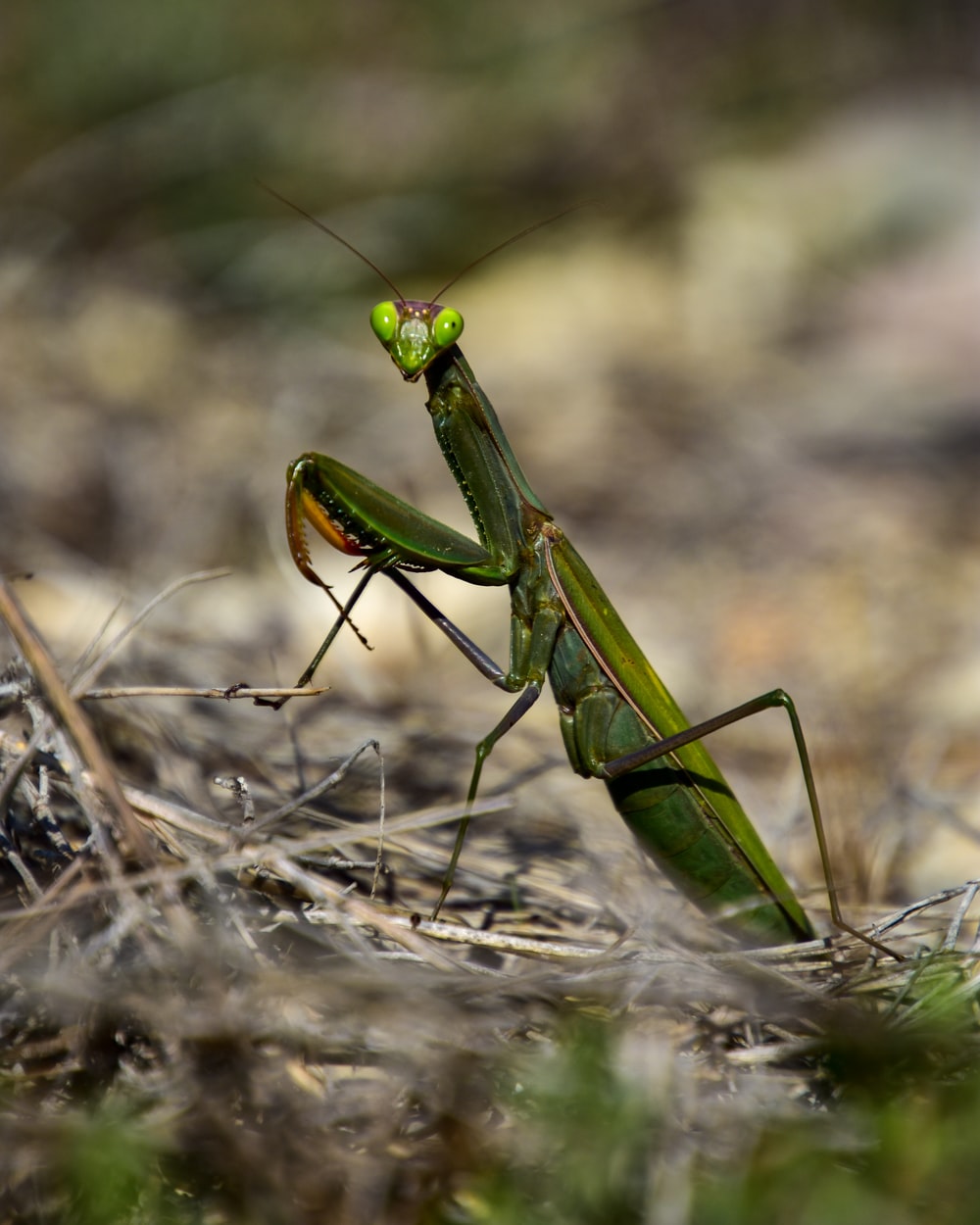 Praying Mantis Wallpapers