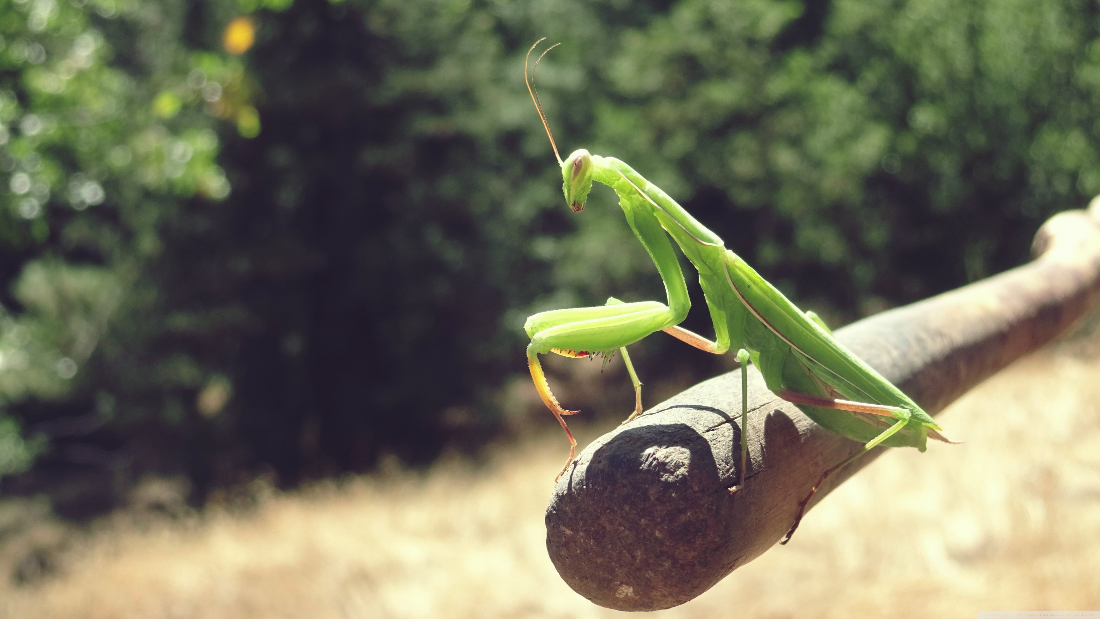 Praying Mantis Wallpapers