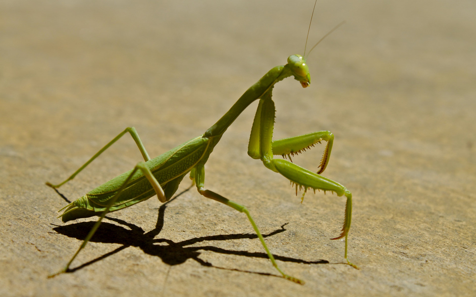 Praying Mantis Wallpapers