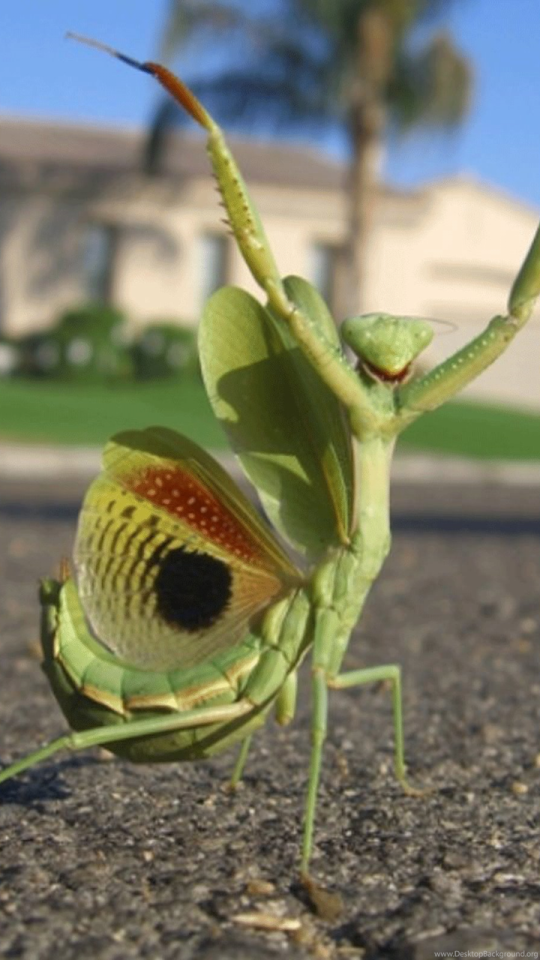 Praying Mantis Wallpapers