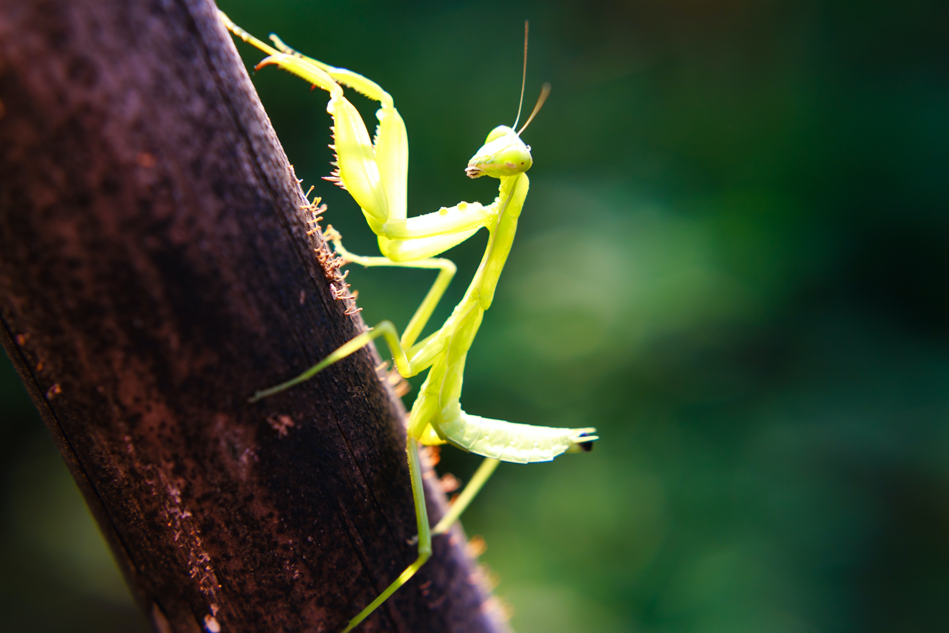 Praying Mantis Wallpapers