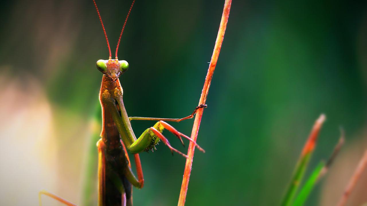 Praying Mantis Wallpapers