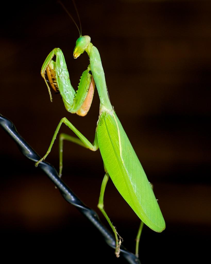 Praying Mantis Wallpapers