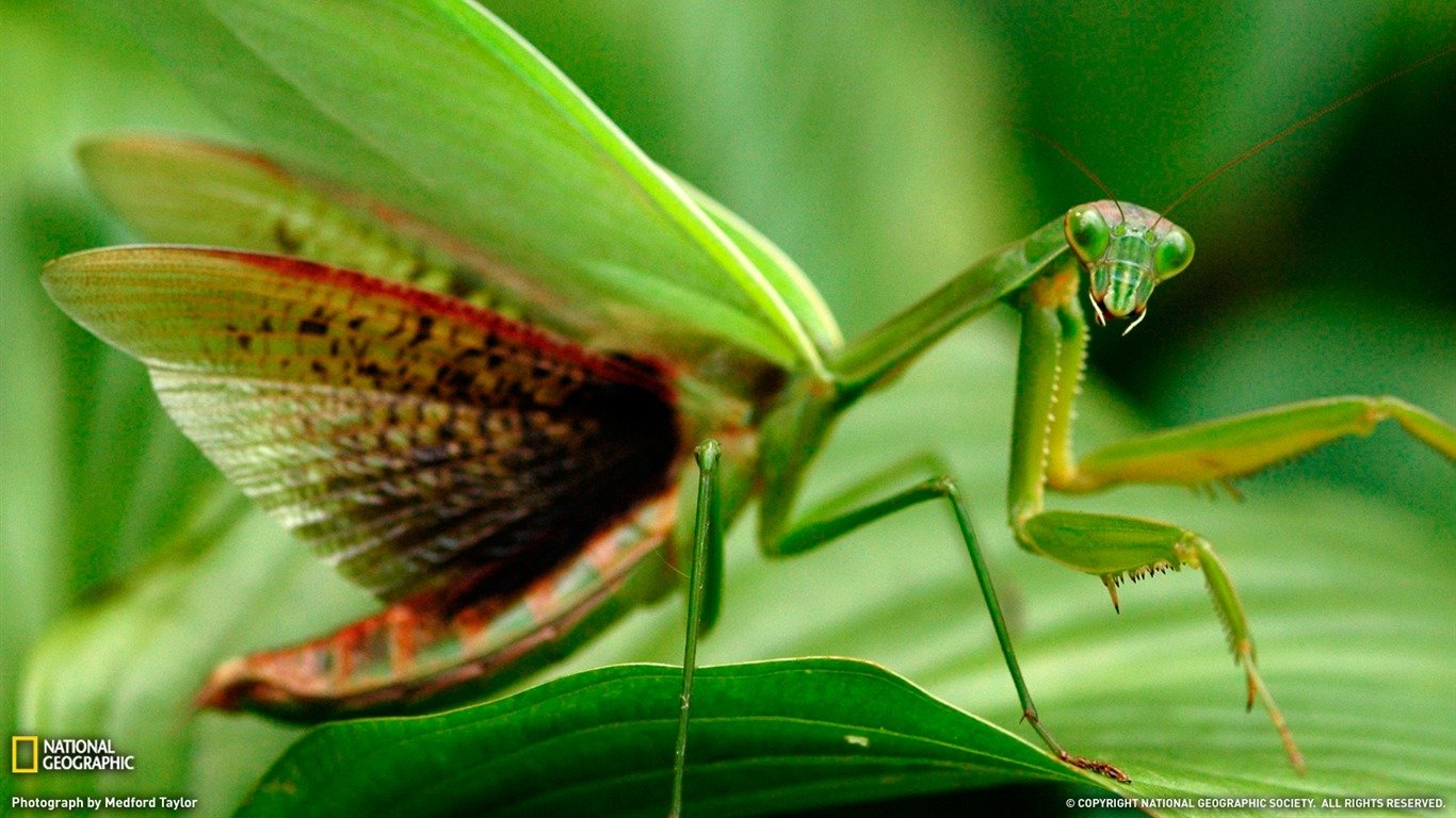 Praying Mantis Wallpapers