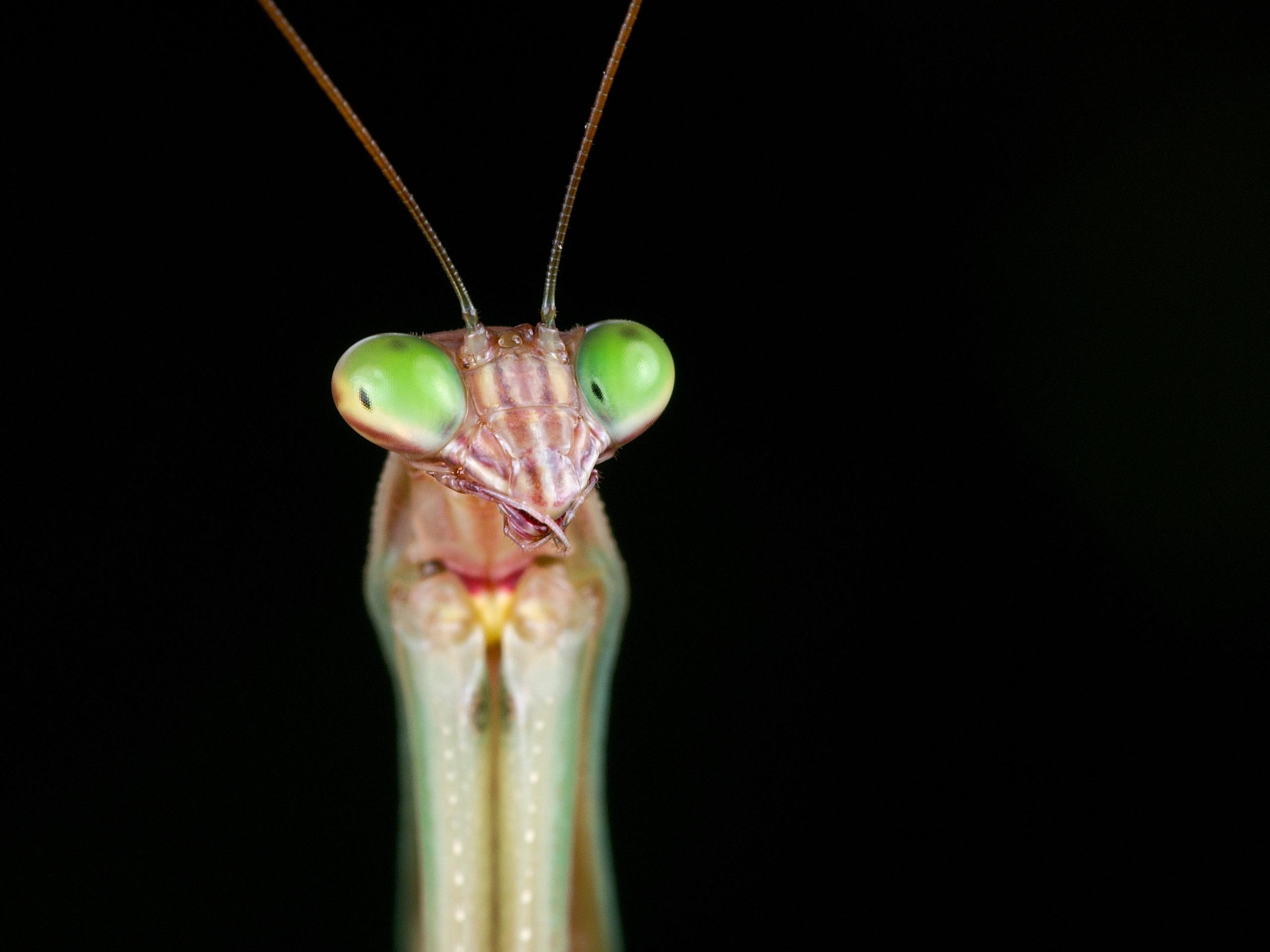 Praying Mantis Wallpapers