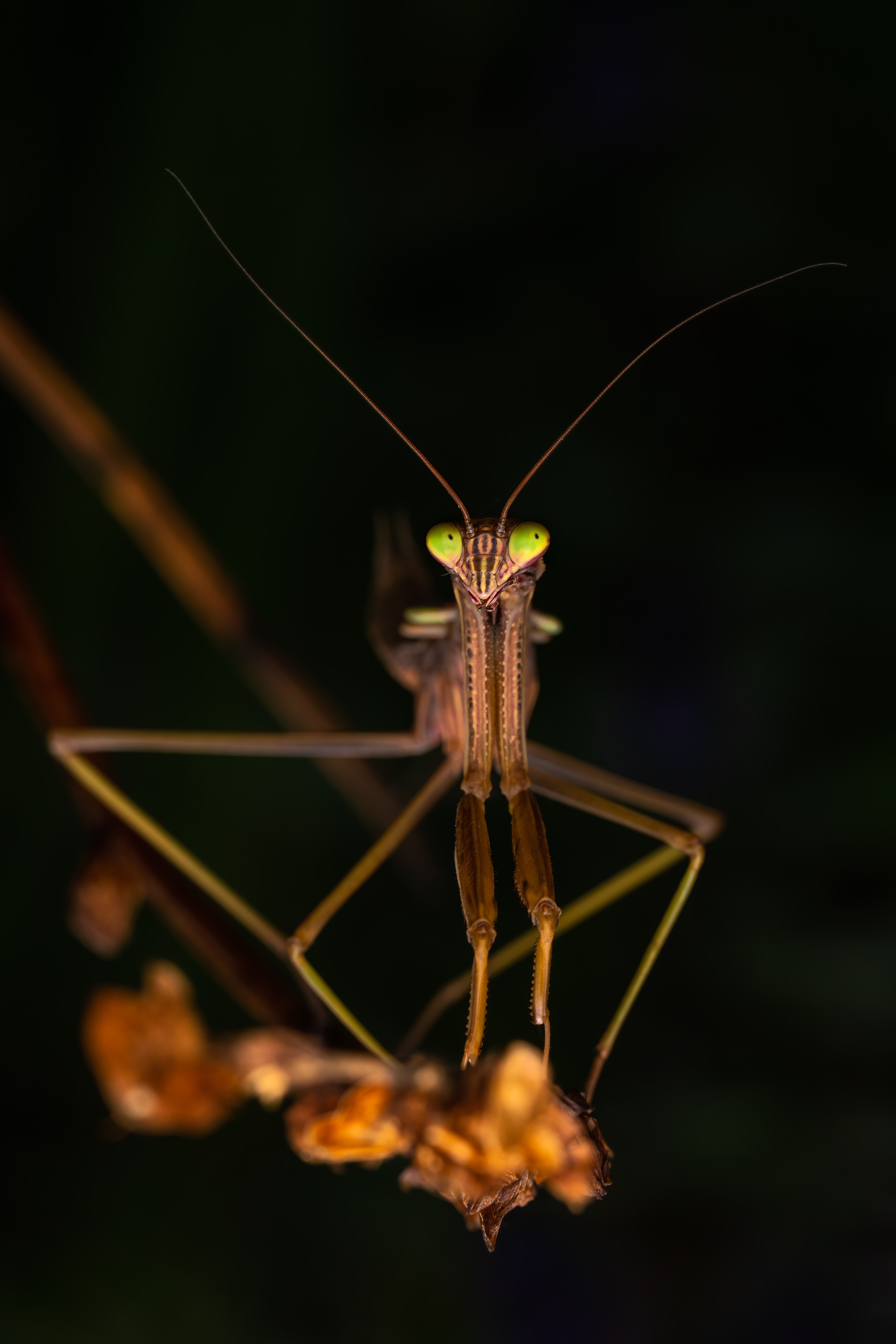 Praying Mantis Wallpapers