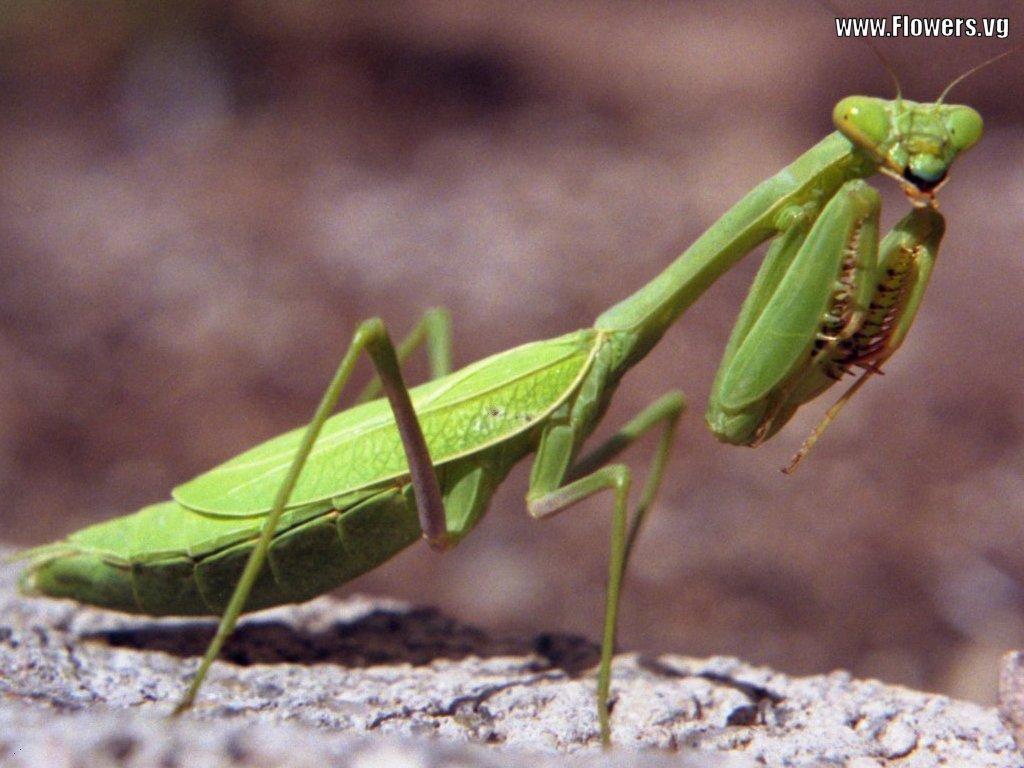 Praying Mantis Wallpapers