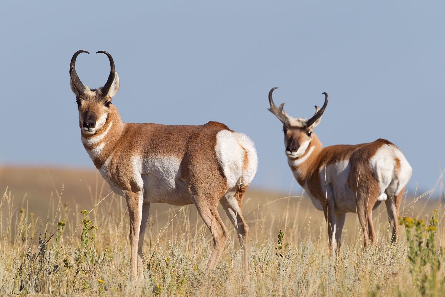 Pronghorn Wallpapers