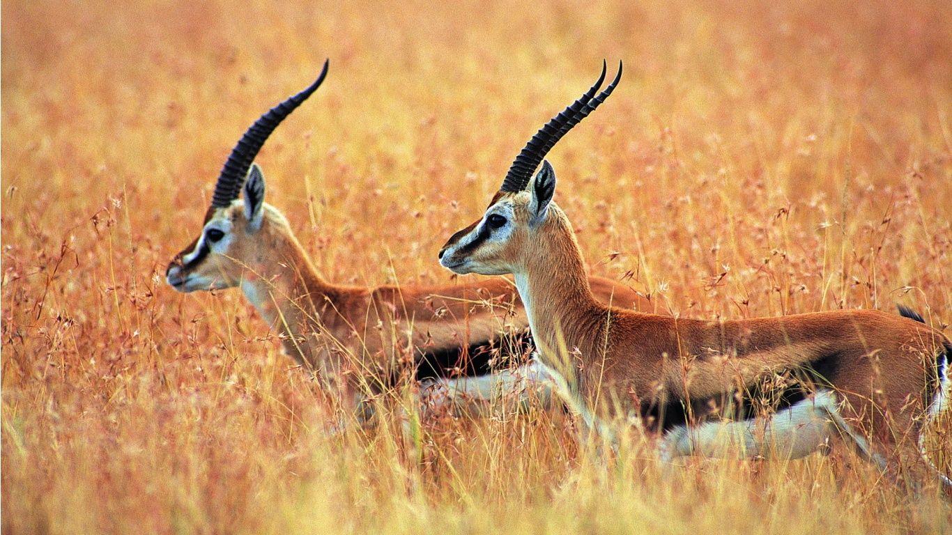 Pronghorn Wallpapers