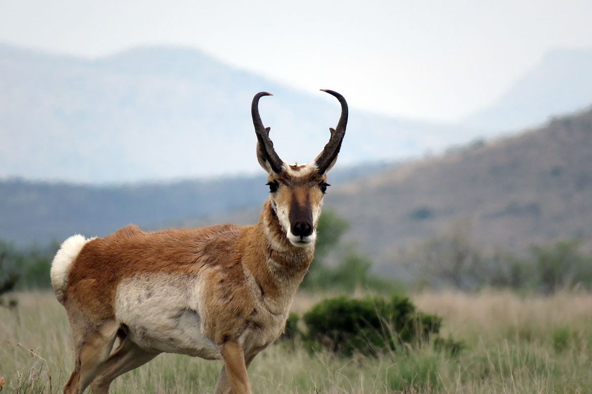 Pronghorn Wallpapers