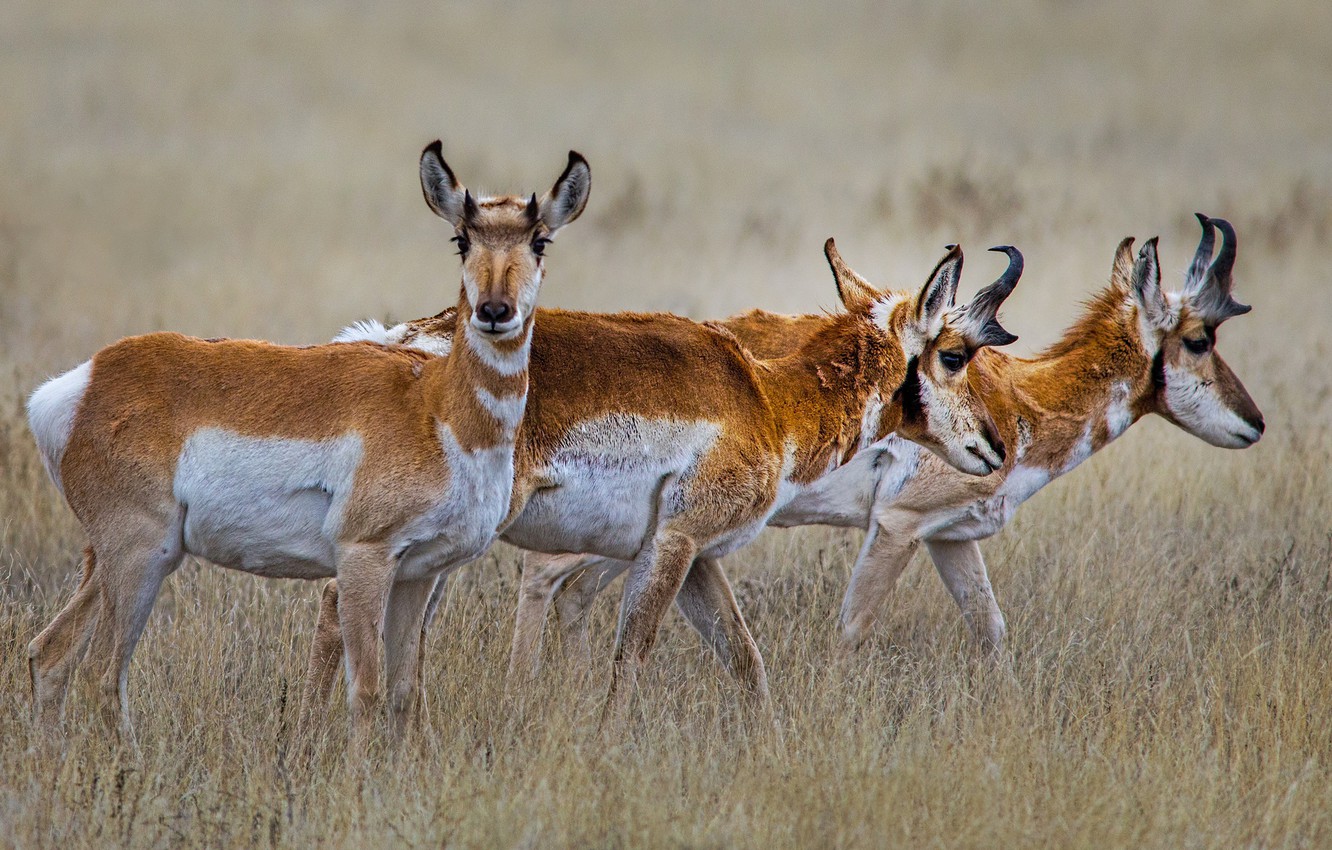 Pronghorn Wallpapers