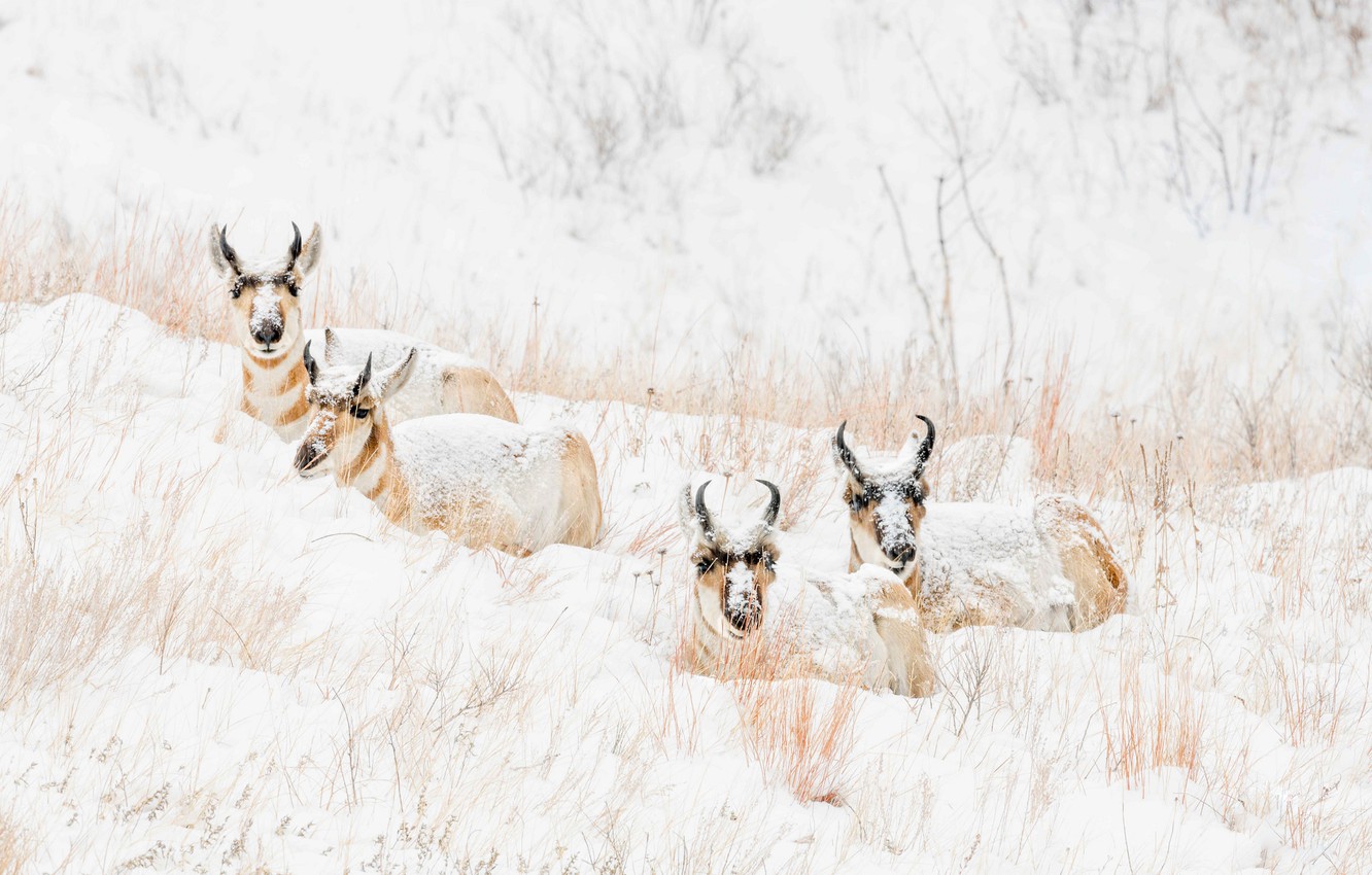 Pronghorn Wallpapers