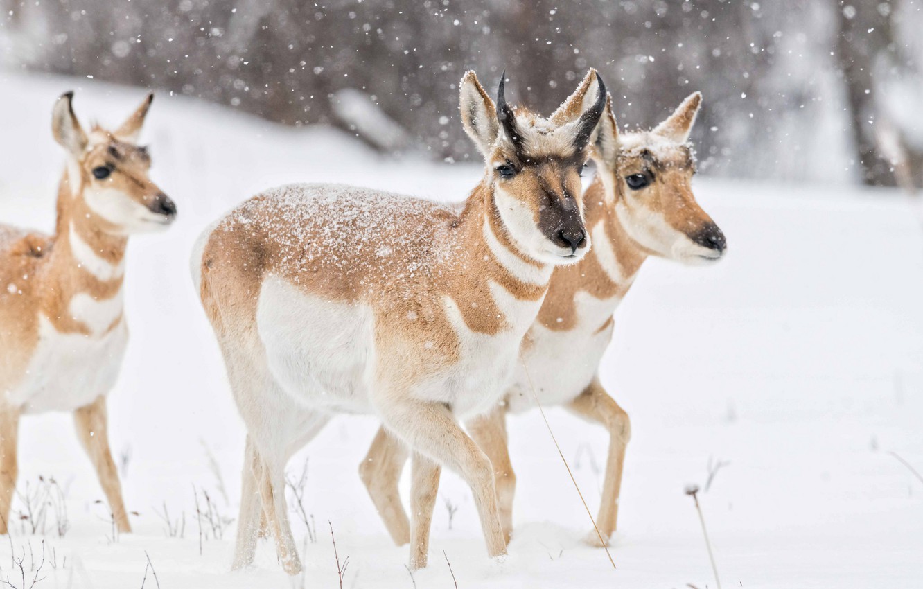 Pronghorn Wallpapers