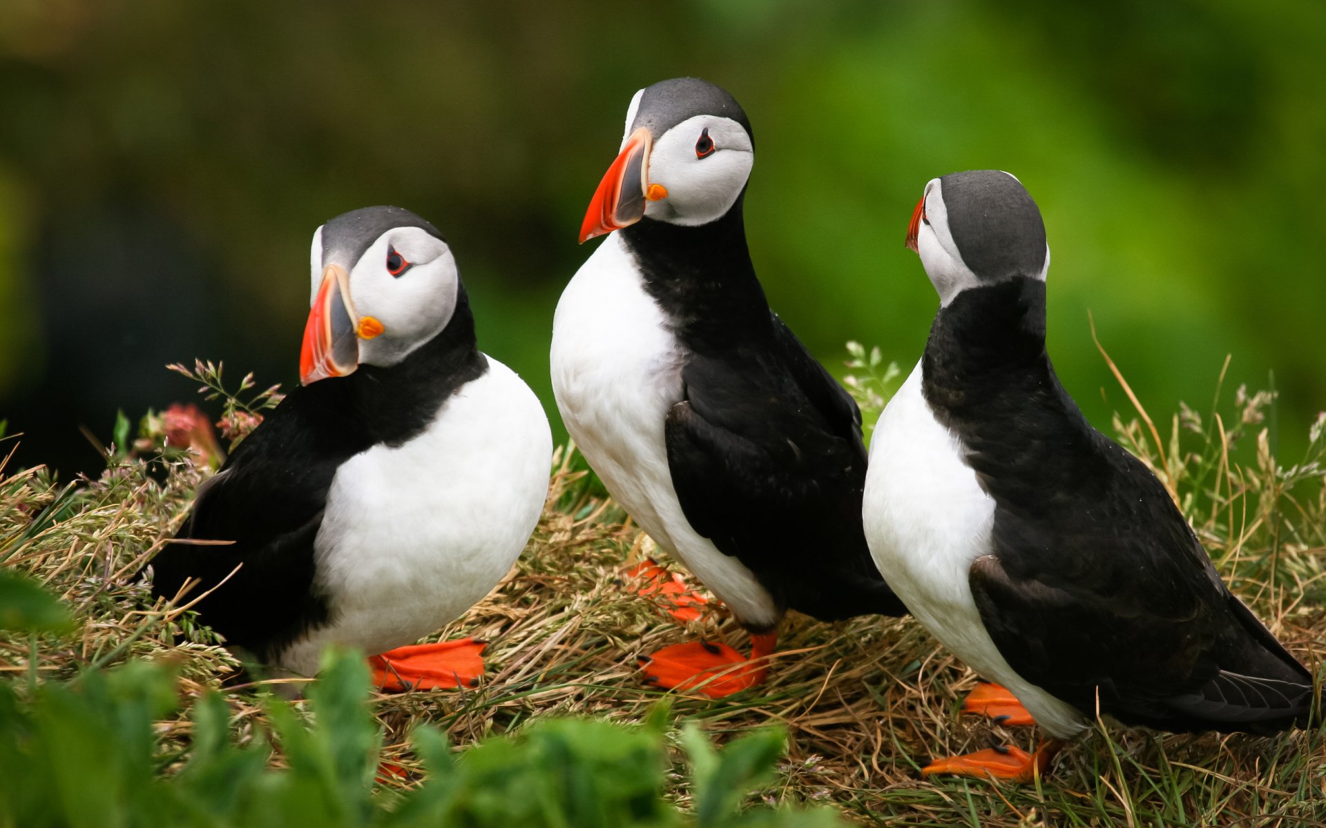 Puffin Wallpapers