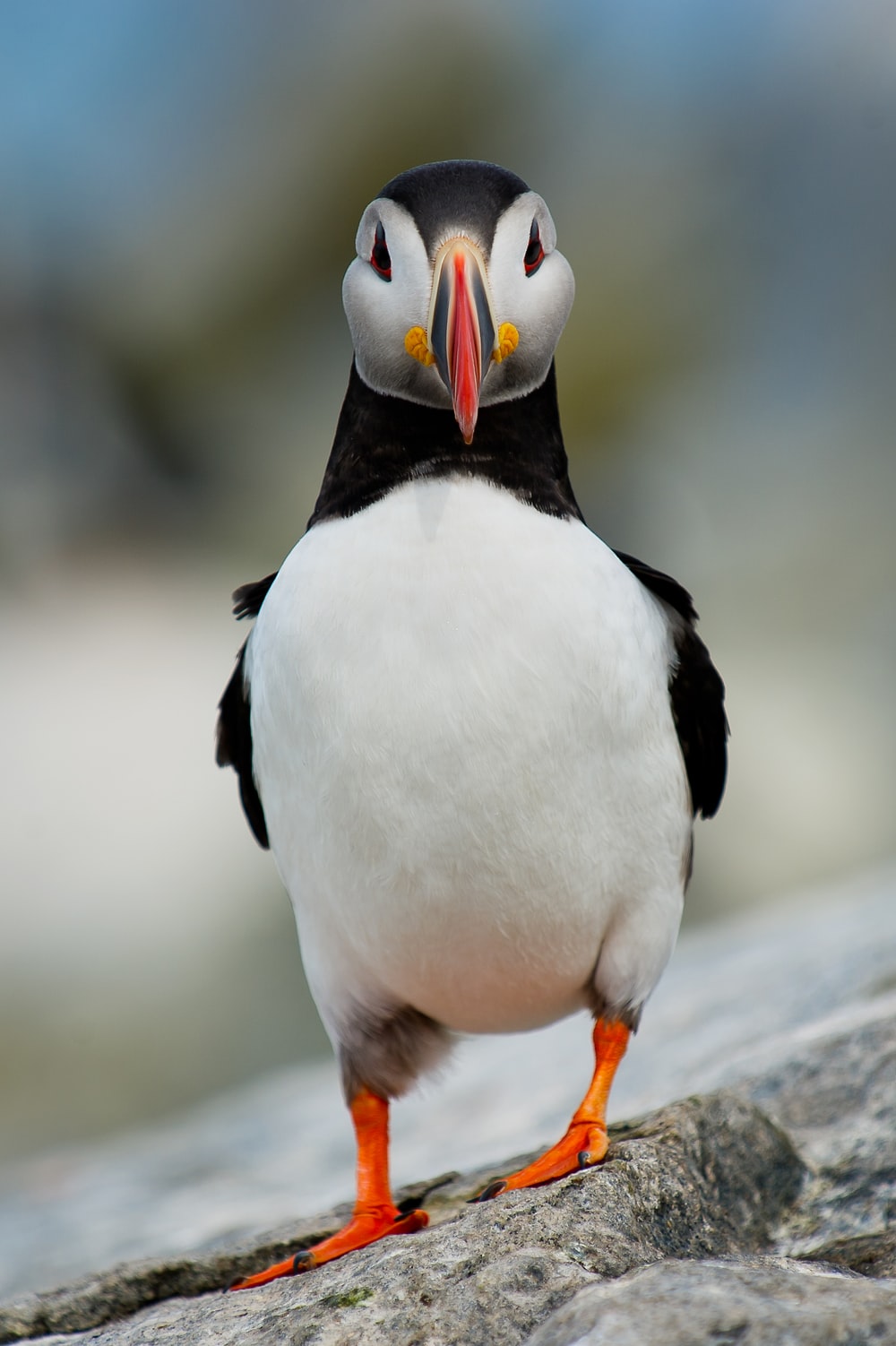 Puffin Wallpapers