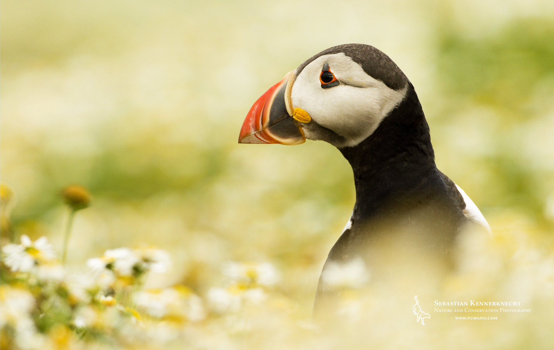 Puffin Wallpapers